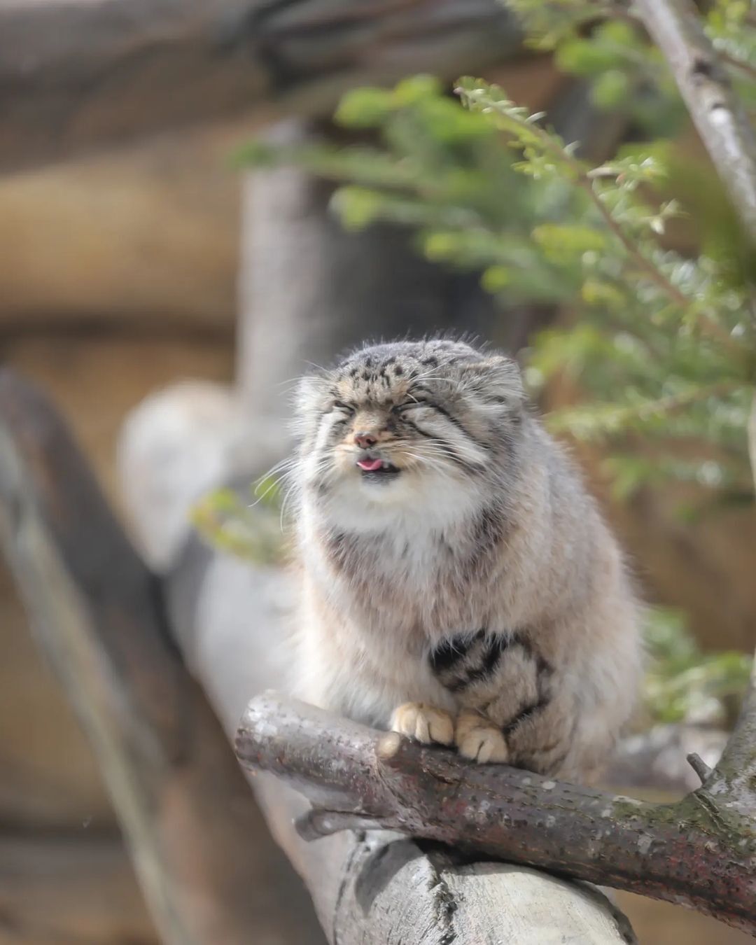 Suspiciously satisfied manul - Pallas' cat, Small cats, Cat family, Fluffy, Pet the cat, Predatory animals, Wild animals, Yokohama, Japan, Zoo, Rare view, Red Book, Positive