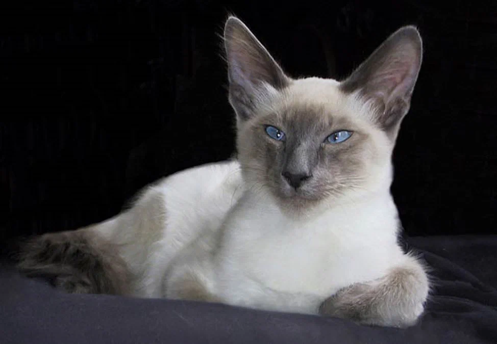 Balinese cat - cat, Veterinary, Longpost, 