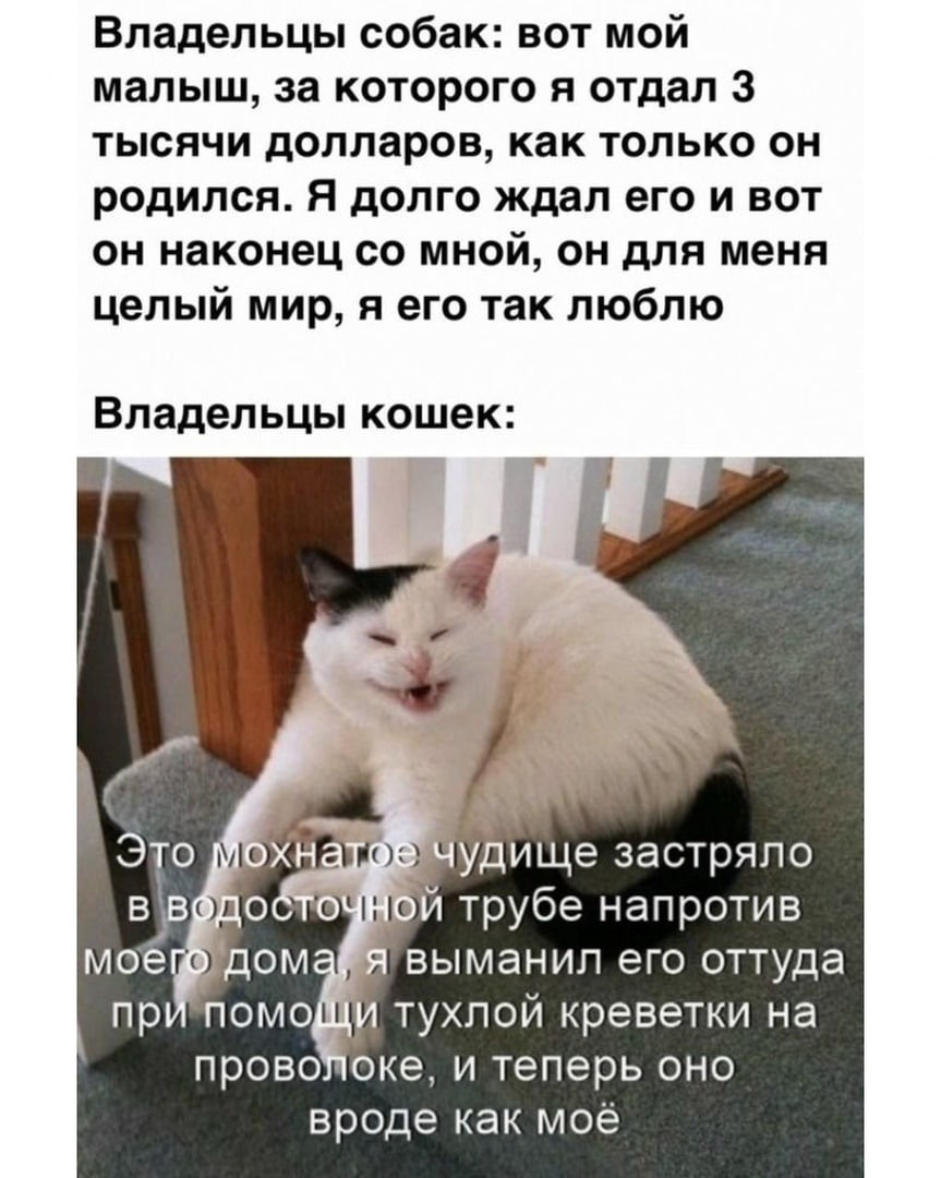 And there is - Picture with text, cat, Dogs versus cats, 