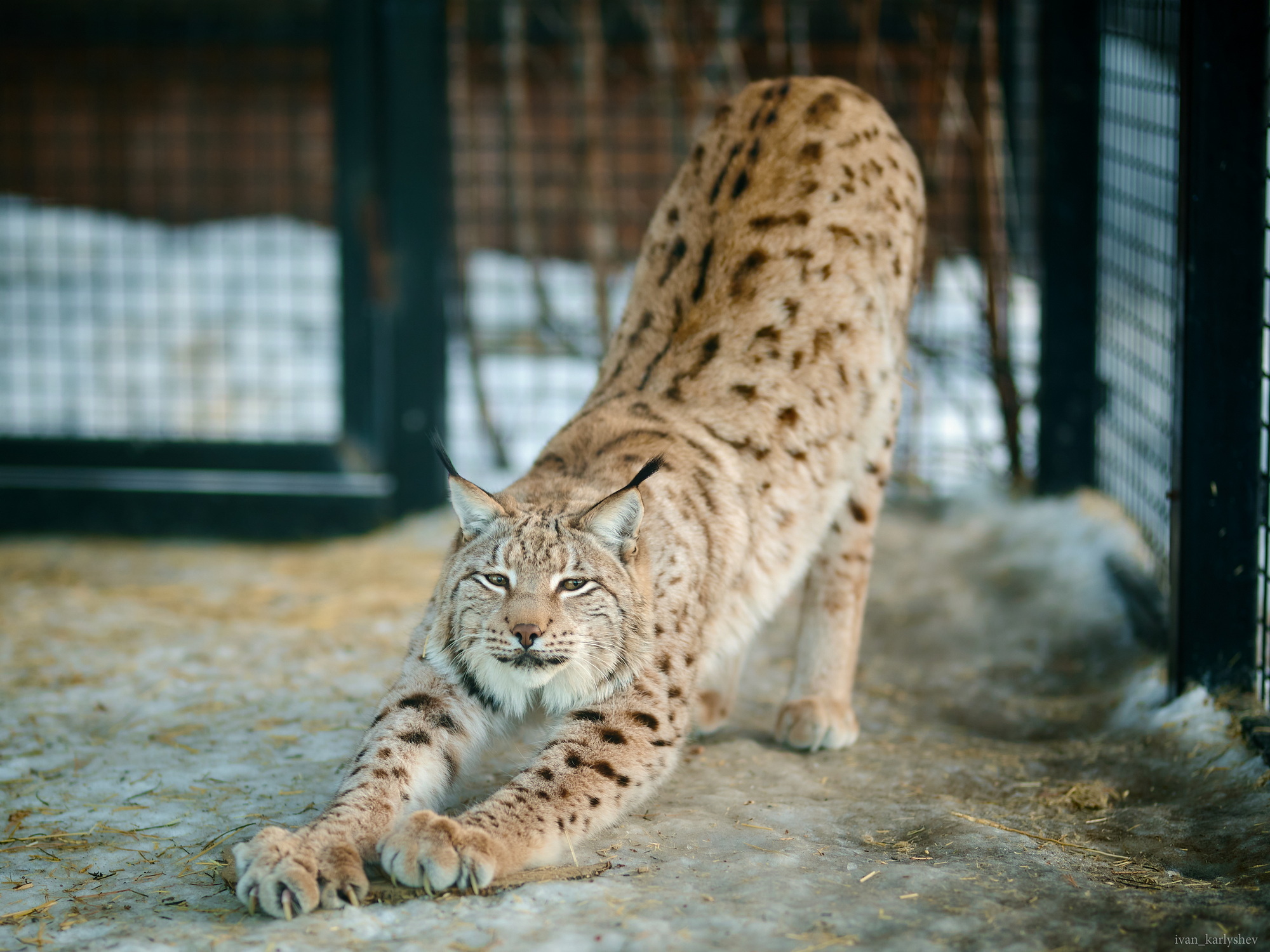 Visiting @chelzoo - My, The photo, Chelyabinsk Zoo, Animals, Chelyabinsk, Longpost, Lynx, Fox, Snow Leopard, Wolf, Deer, Otter, Meerkat, Zoo, Wild animals, 