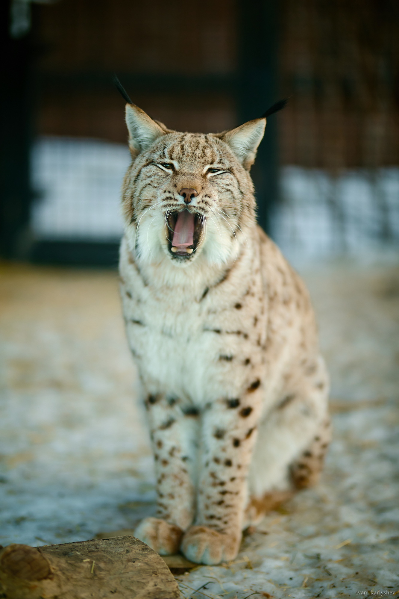 Visiting @chelzoo - My, The photo, Chelyabinsk Zoo, Animals, Chelyabinsk, Longpost, Lynx, Fox, Snow Leopard, Wolf, Deer, Otter, Meerkat, Zoo, Wild animals, 