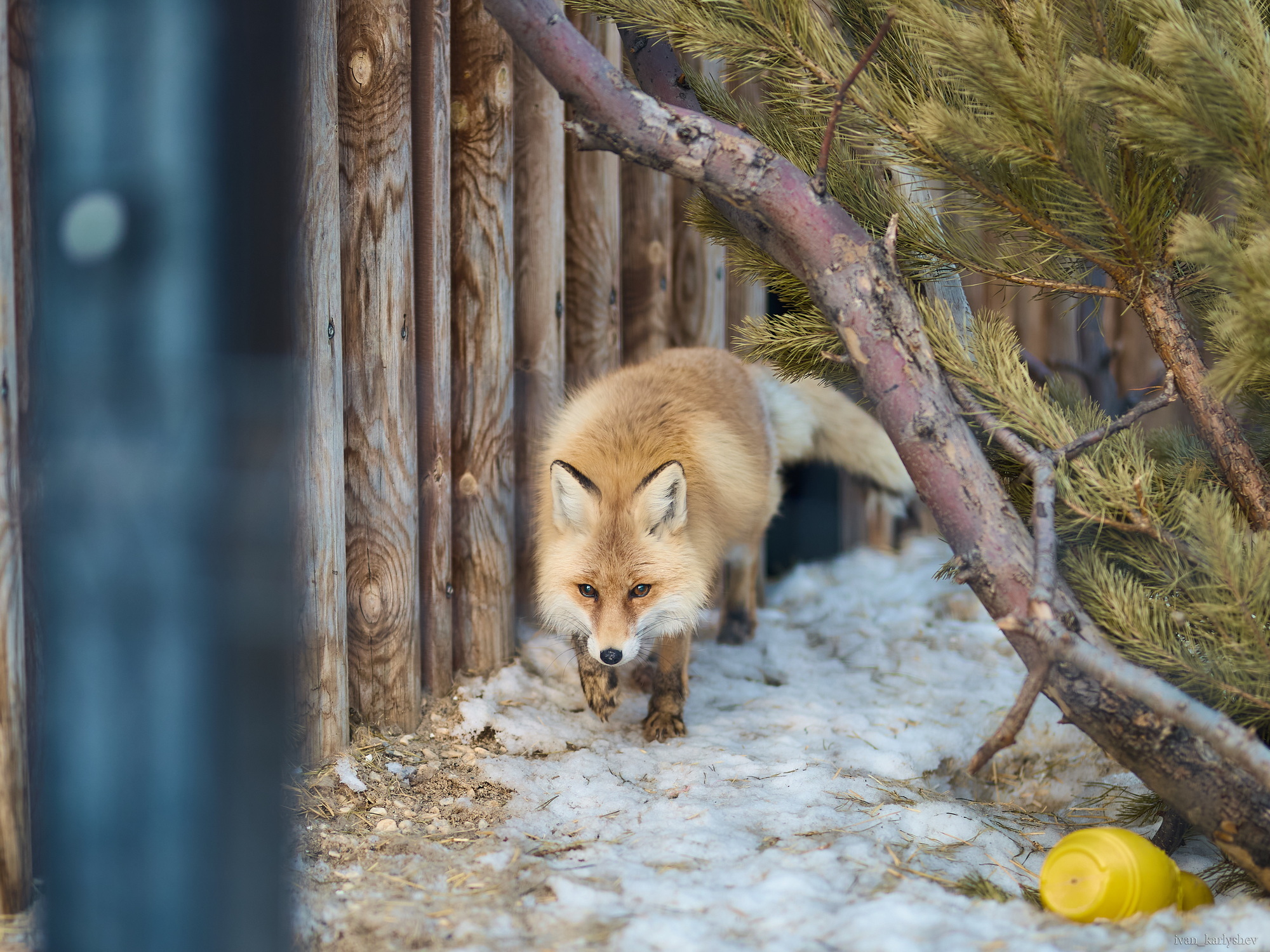 Visiting @chelzoo - My, The photo, Chelyabinsk Zoo, Animals, Chelyabinsk, Longpost, Lynx, Fox, Snow Leopard, Wolf, Deer, Otter, Meerkat, Zoo, Wild animals, 