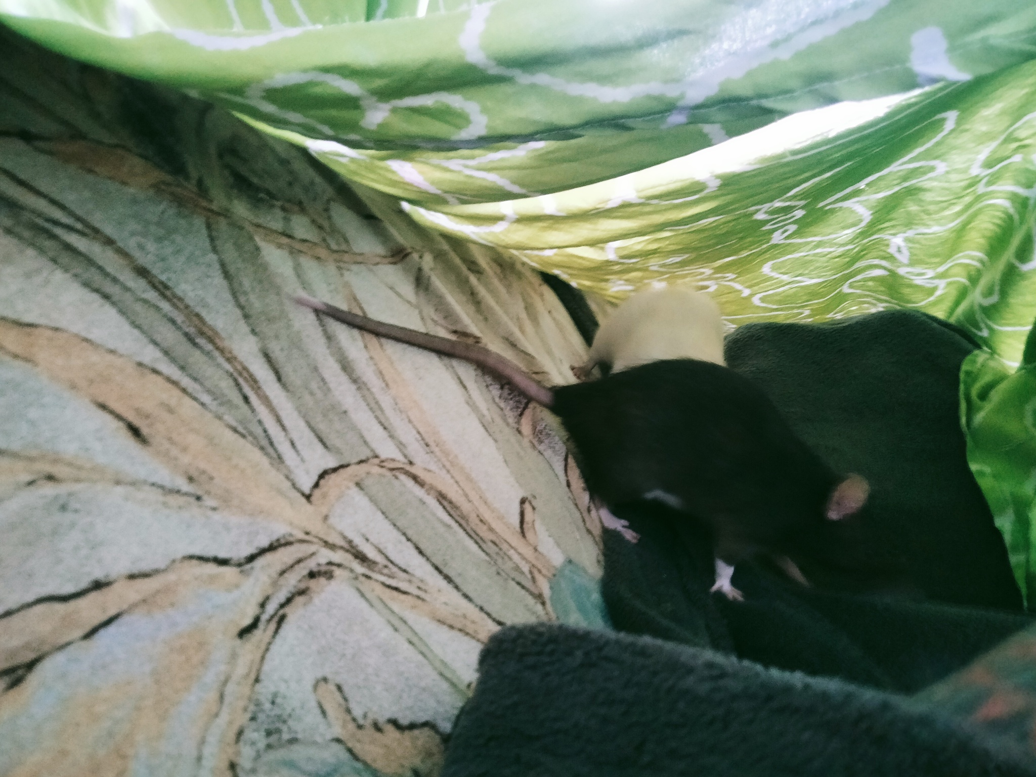 Three hustles and bustles)) - My, Decorative rats, Milota, Bustle, Longpost, 