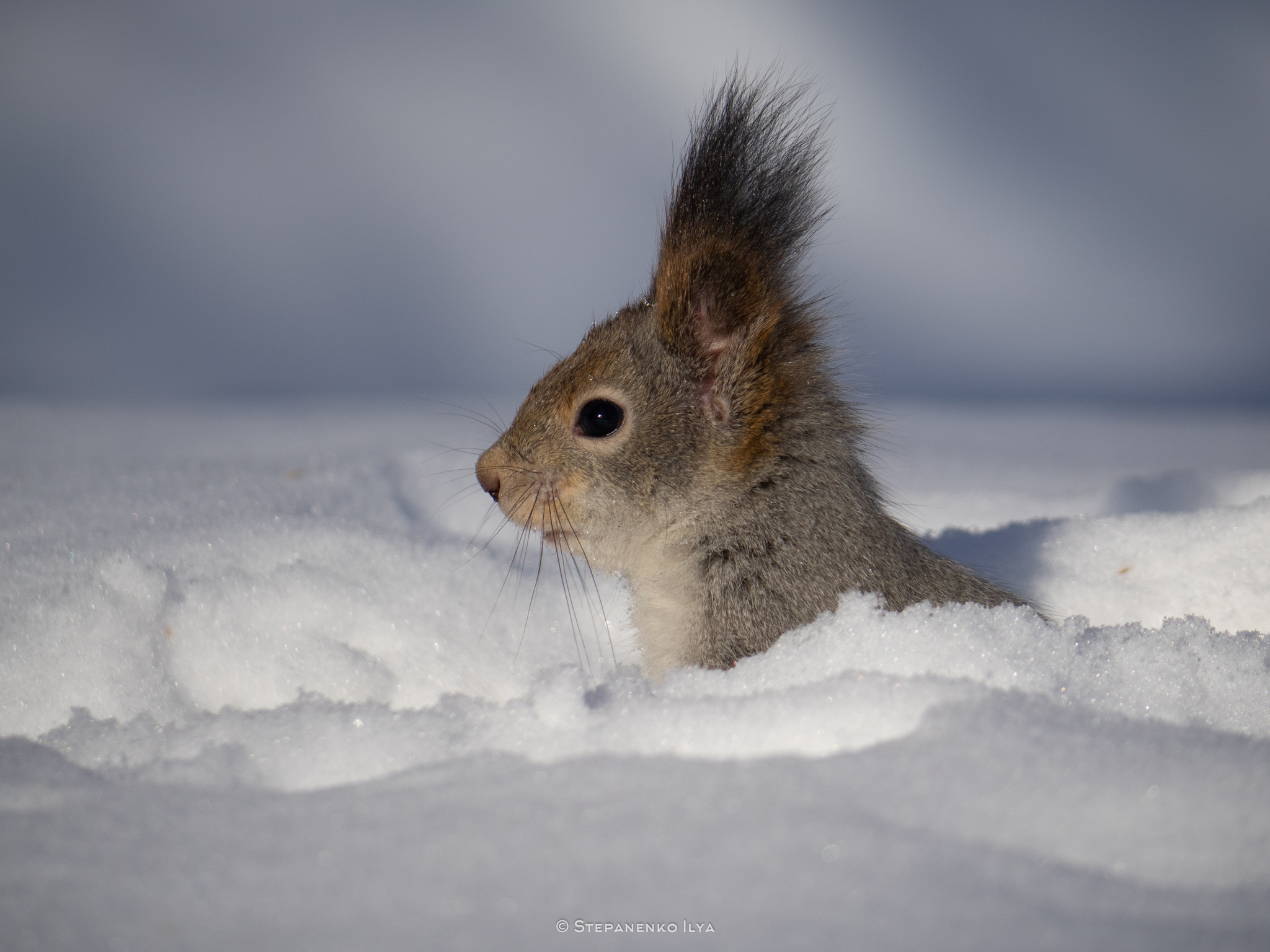 Обыкновенная белка / Red squirrel | Пикабу