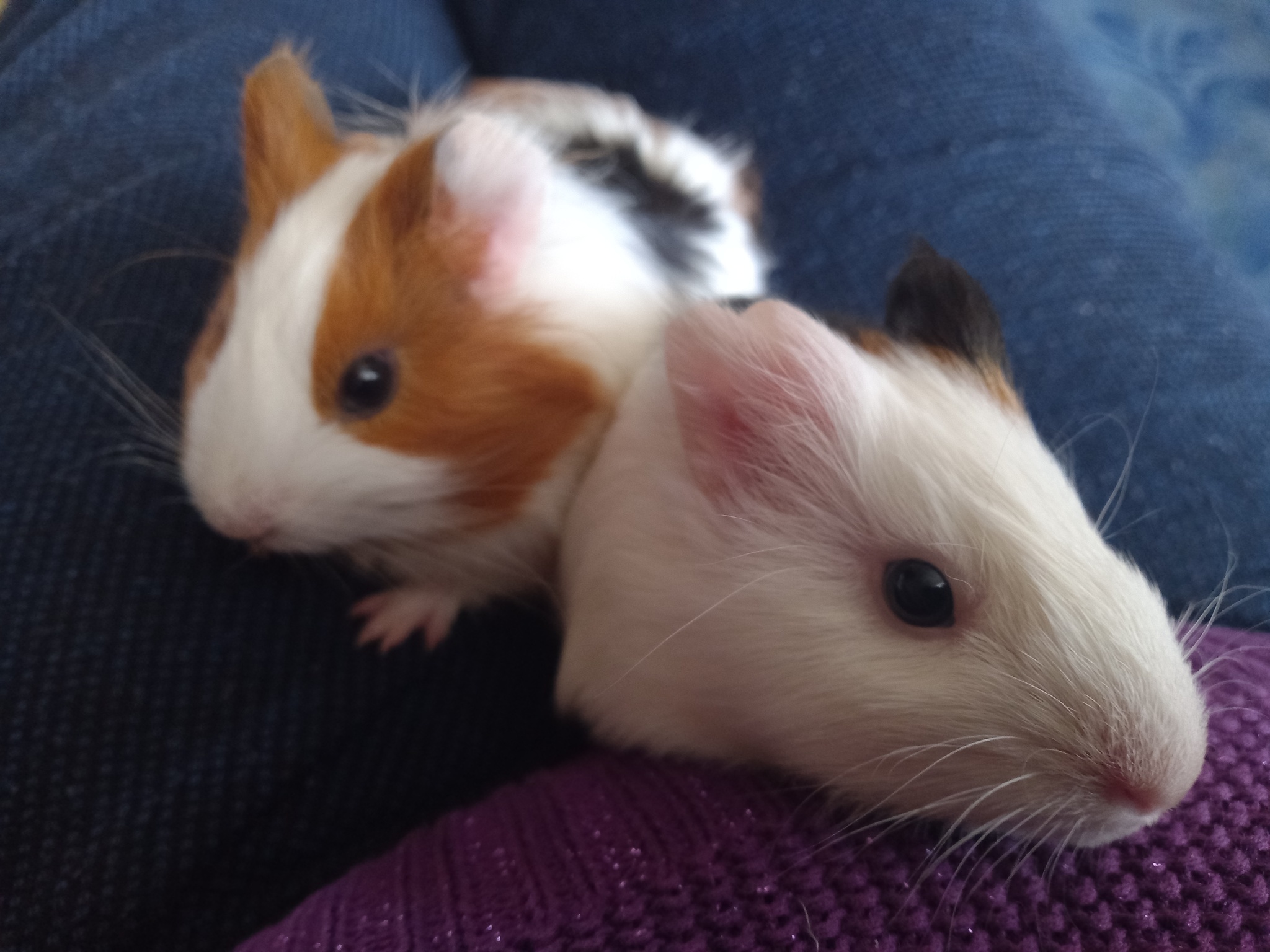 Eugene and Vas'ka - My, Guinea pig, Rodents, Pets, Love, Animals, Longpost, 