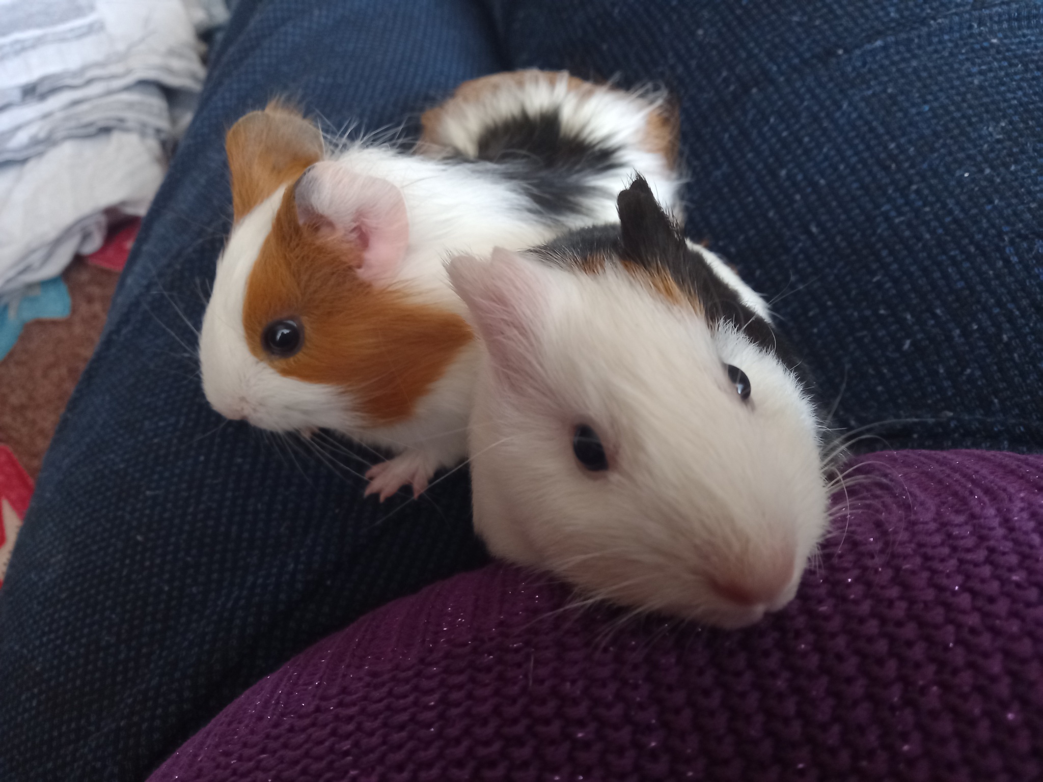 Eugene and Vas'ka - My, Guinea pig, Rodents, Pets, Love, Animals, Longpost, 