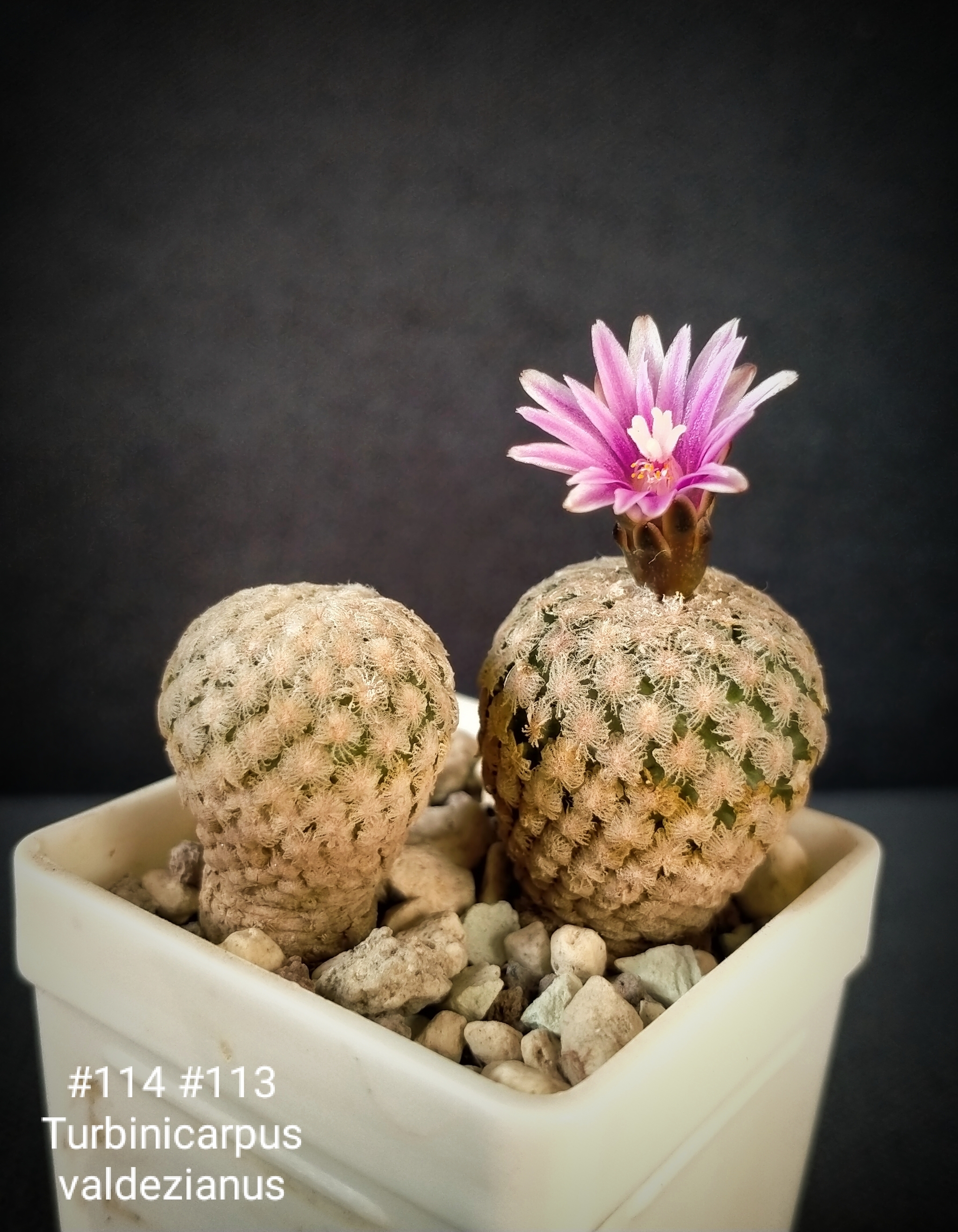 Flowering cactus Turbinicarpus valdezianus - My, Houseplants, Cactus, Blooming cacti, Flowers, Succulents, Bloom, Mobile photography, 