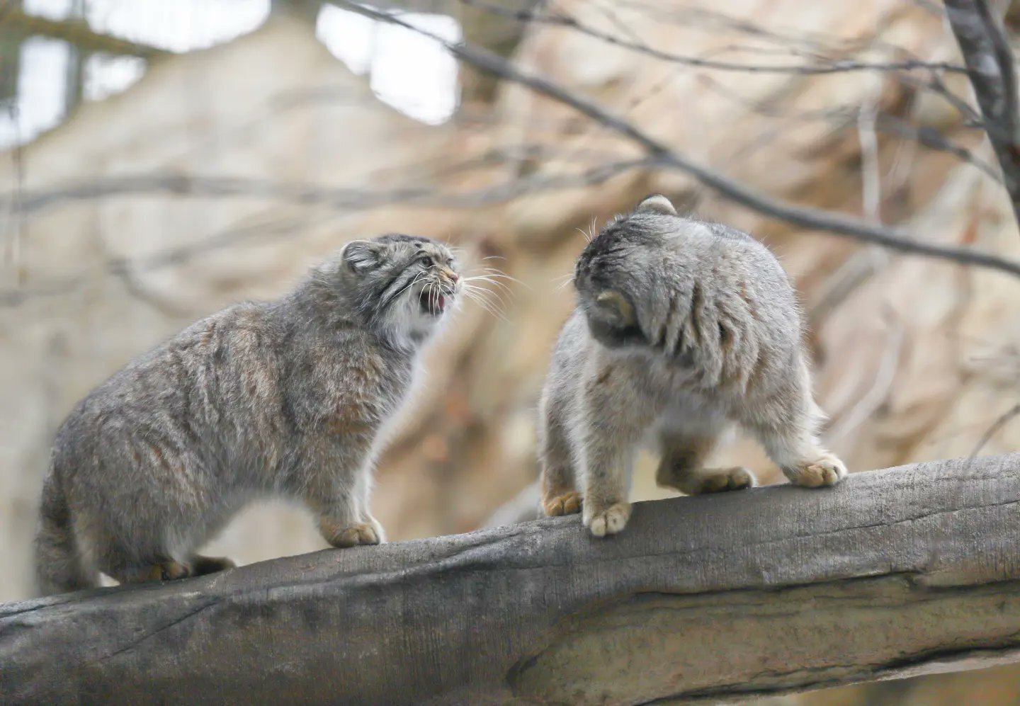 Family conversation - Pallas' cat, Small cats, Cat family, Fluffy, Pet the cat, Predatory animals, Wild animals, Yokohama, Japan, Zoo, Rare view, Red Book, Positive, Longpost, 