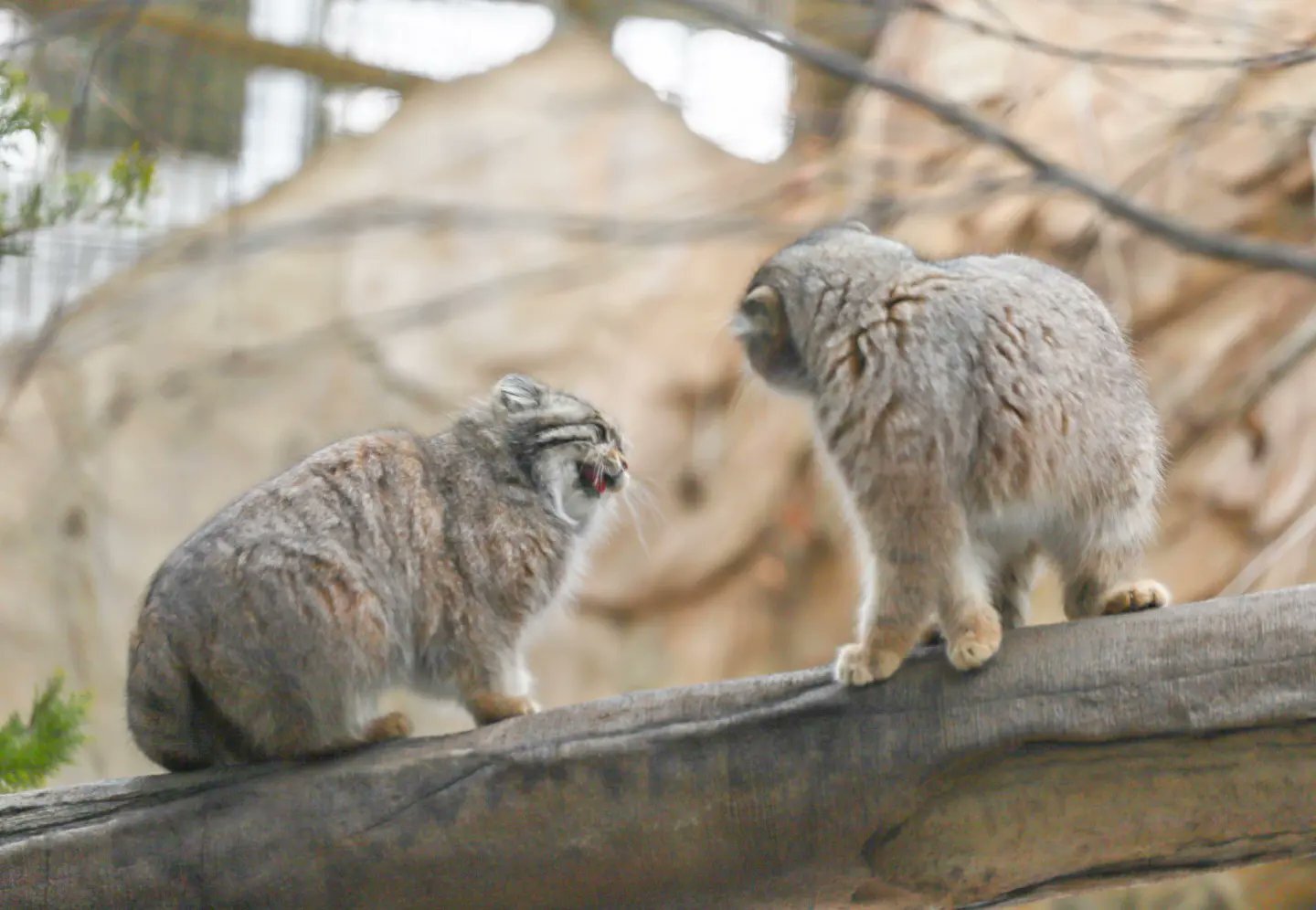 Family conversation - Pallas' cat, Small cats, Cat family, Fluffy, Pet the cat, Predatory animals, Wild animals, Yokohama, Japan, Zoo, Rare view, Red Book, Positive, Longpost, 