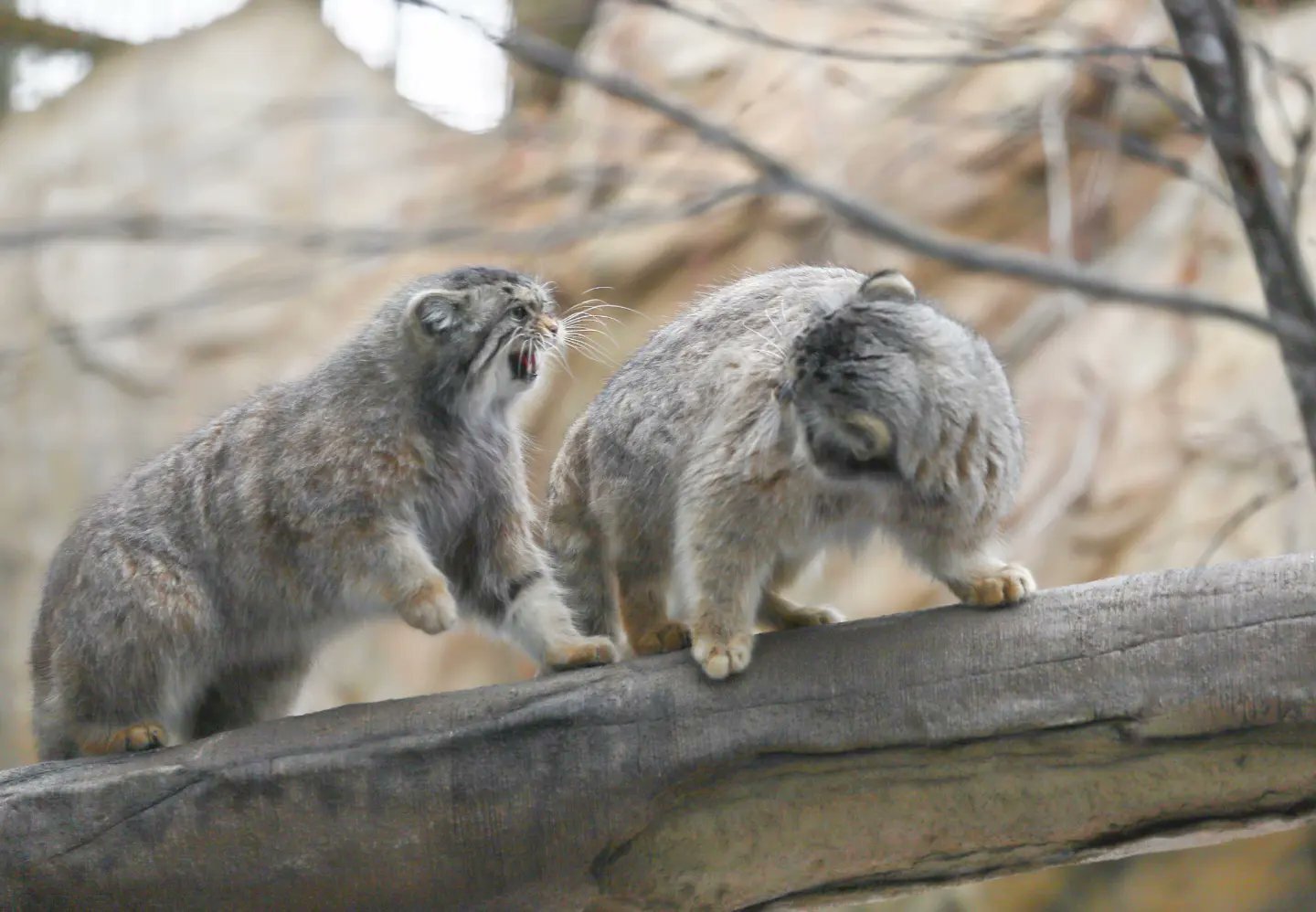 Family conversation - Pallas' cat, Small cats, Cat family, Fluffy, Pet the cat, Predatory animals, Wild animals, Yokohama, Japan, Zoo, Rare view, Red Book, Positive, Longpost, 