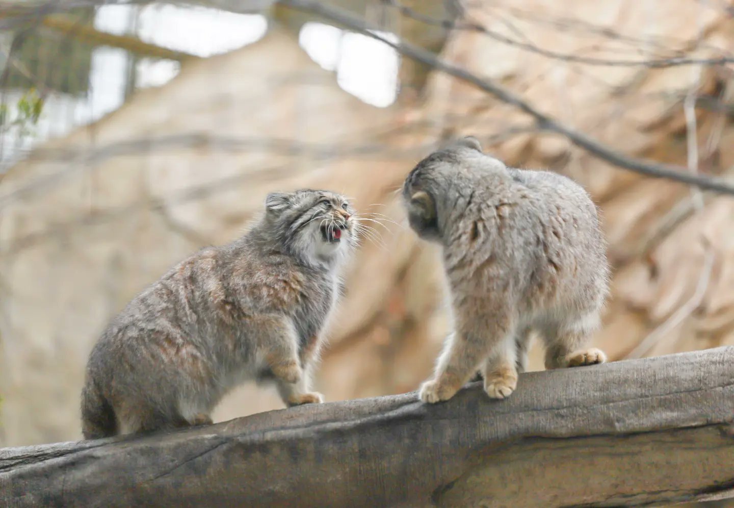 Family conversation - Pallas' cat, Small cats, Cat family, Fluffy, Pet the cat, Predatory animals, Wild animals, Yokohama, Japan, Zoo, Rare view, Red Book, Positive, Longpost, 