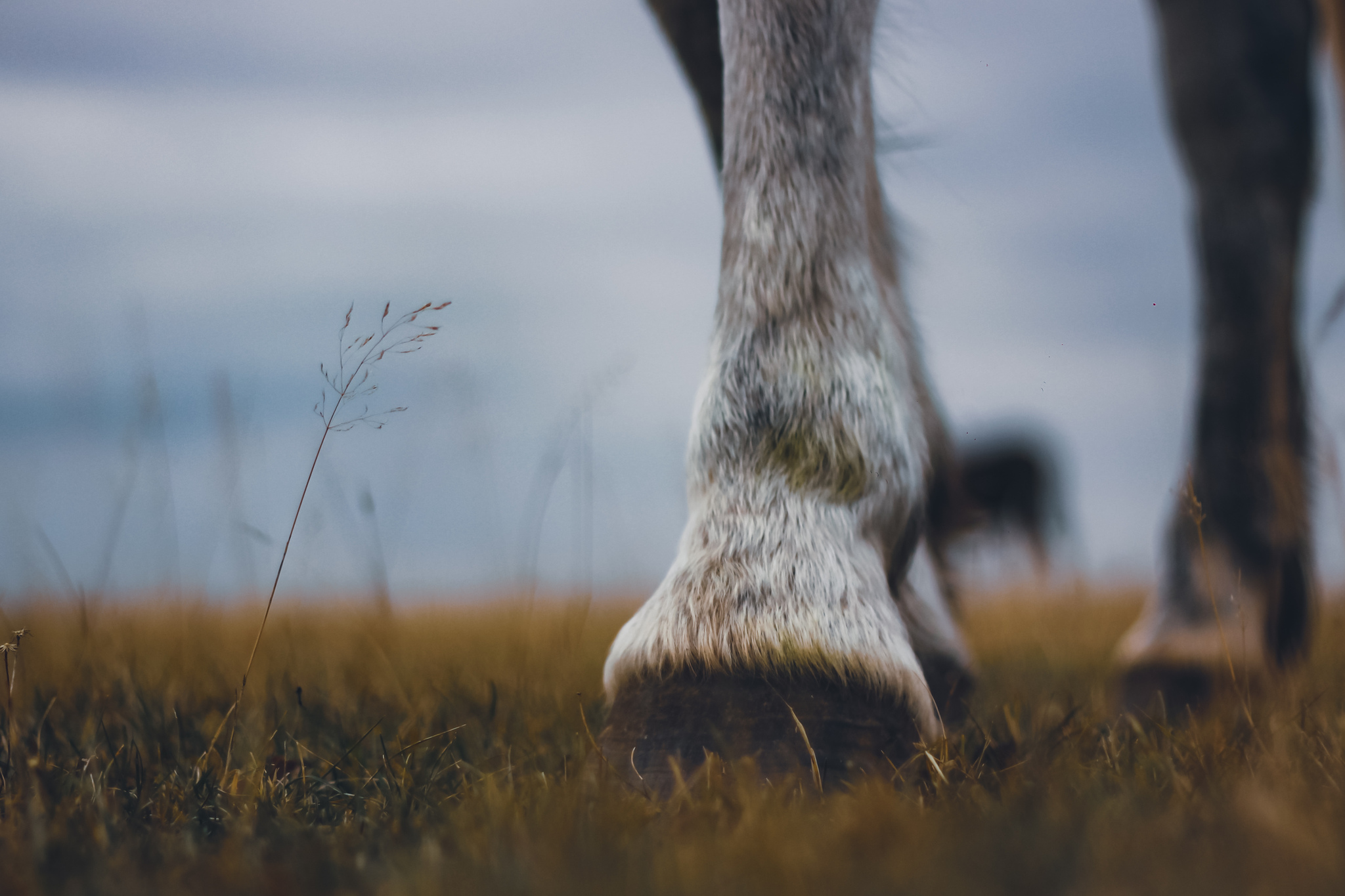 Walked Night Mare - My, Horses, Nature, The photo, Canon, Longpost, 