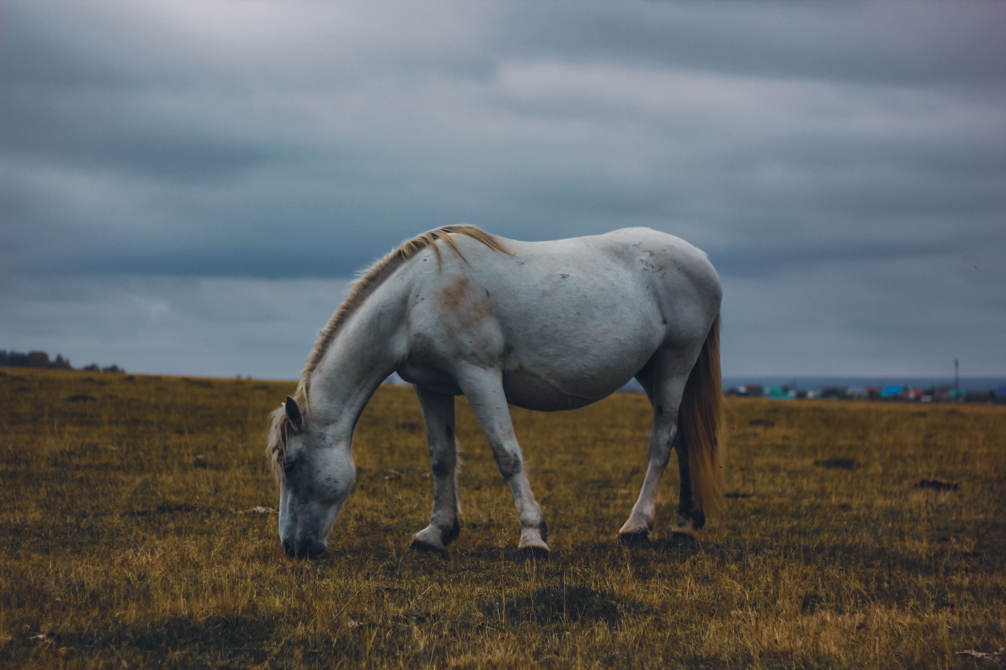 Walked Night Mare - My, Horses, Nature, The photo, Canon, Longpost, 