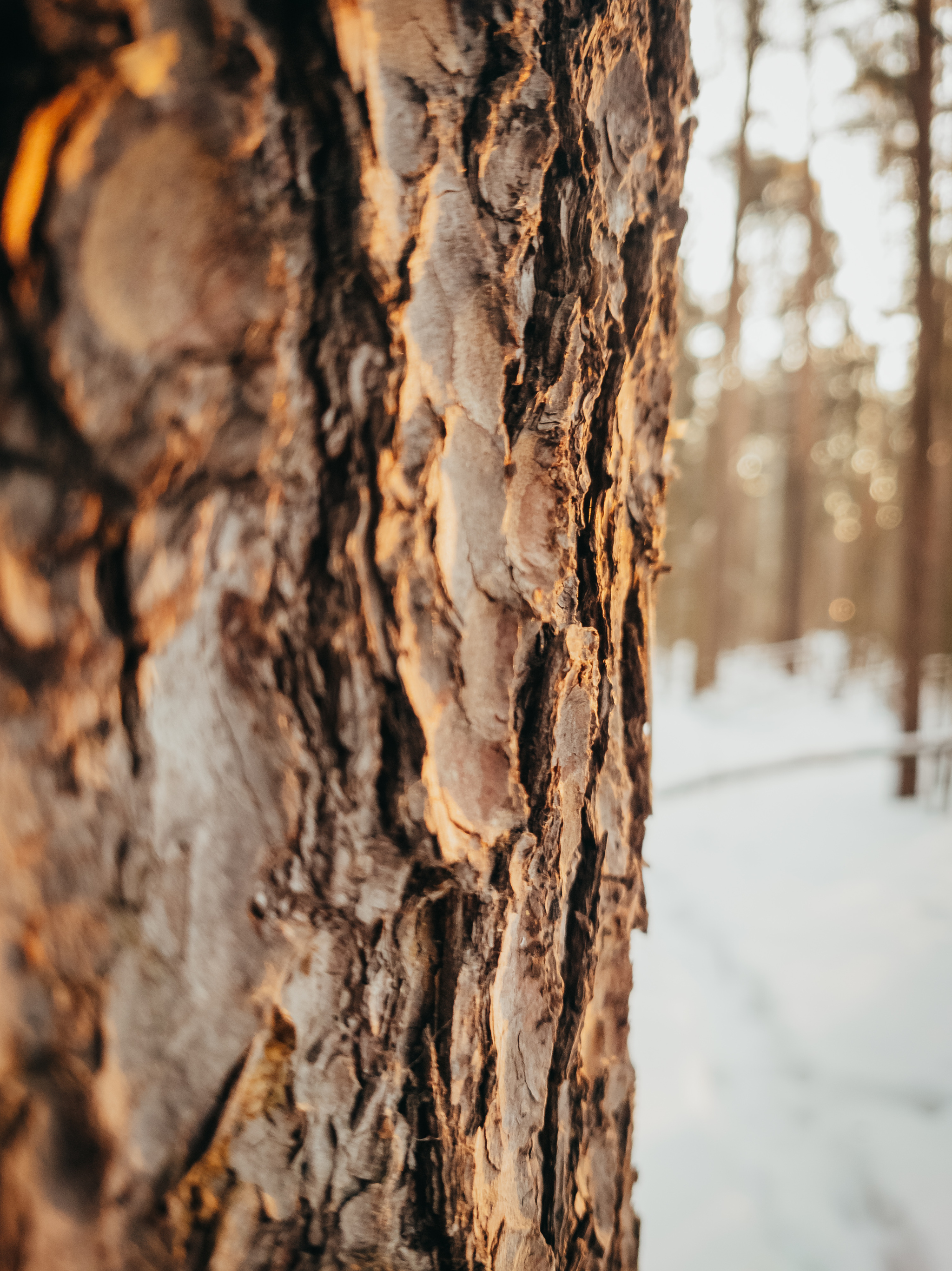 Morning forest - My, The photo, Morning, Forest, Nature, Sony xperia, Longpost, 