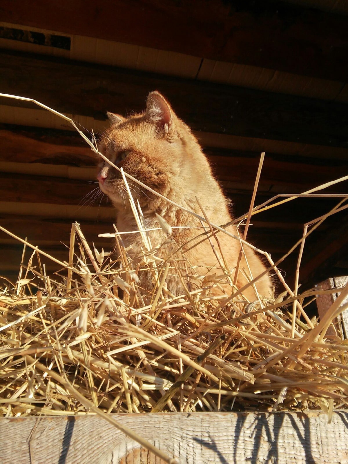 Red Bradley - My, cat, The sun, Hay and straw