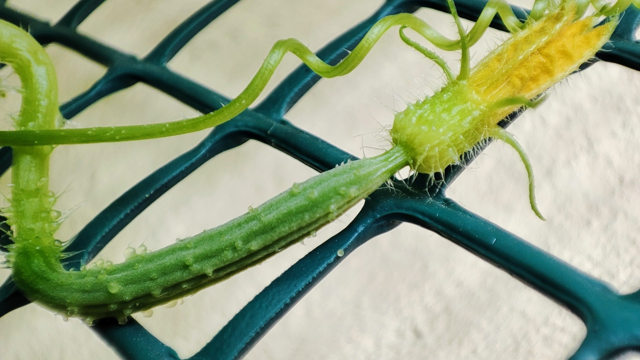 How to grow balcony cucumbers in bags - and get from them not only bushes, but also fruits - My, Houseplants, Plants, Longpost