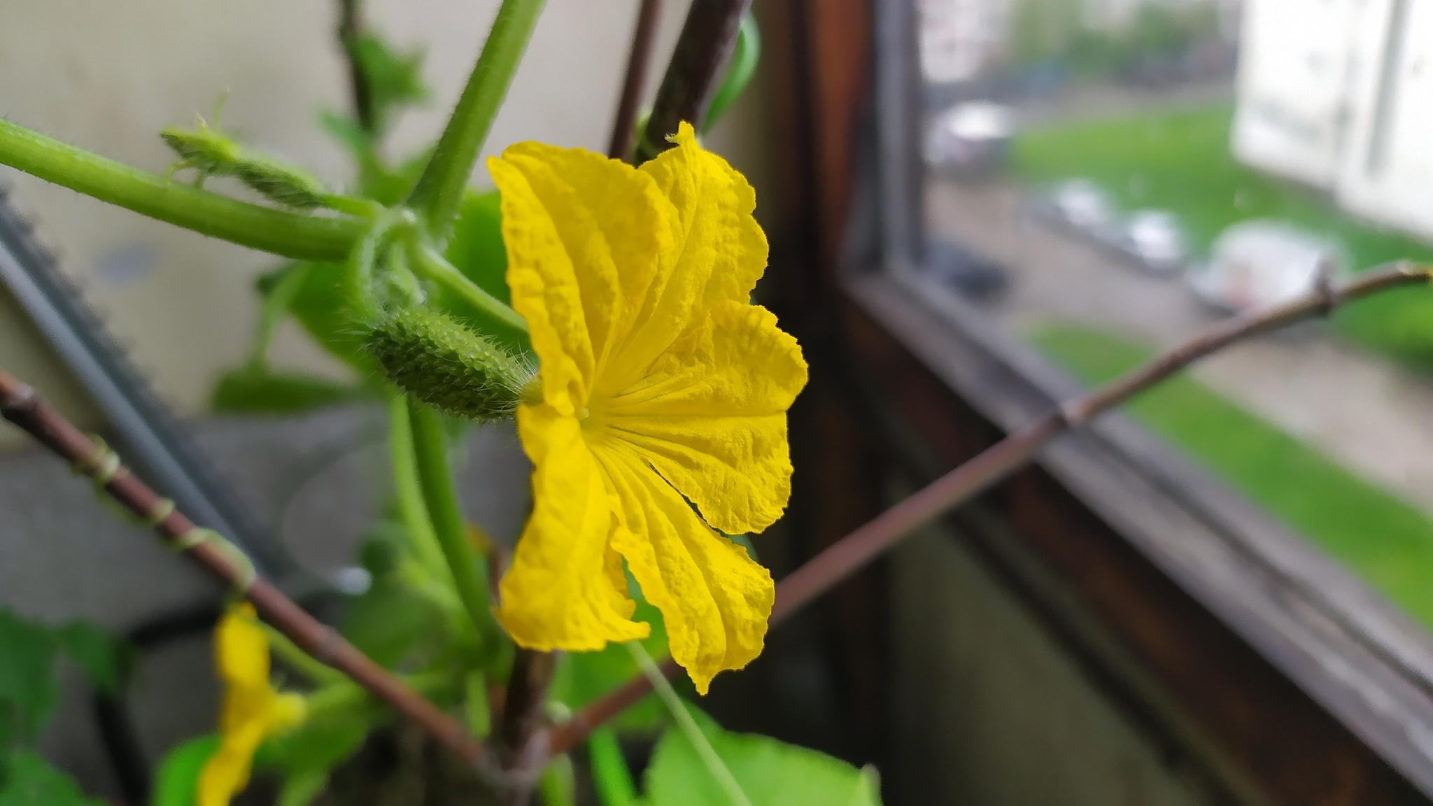 How to grow balcony cucumbers in bags - and get from them not only bushes, but also fruits - My, Houseplants, Plants, Longpost