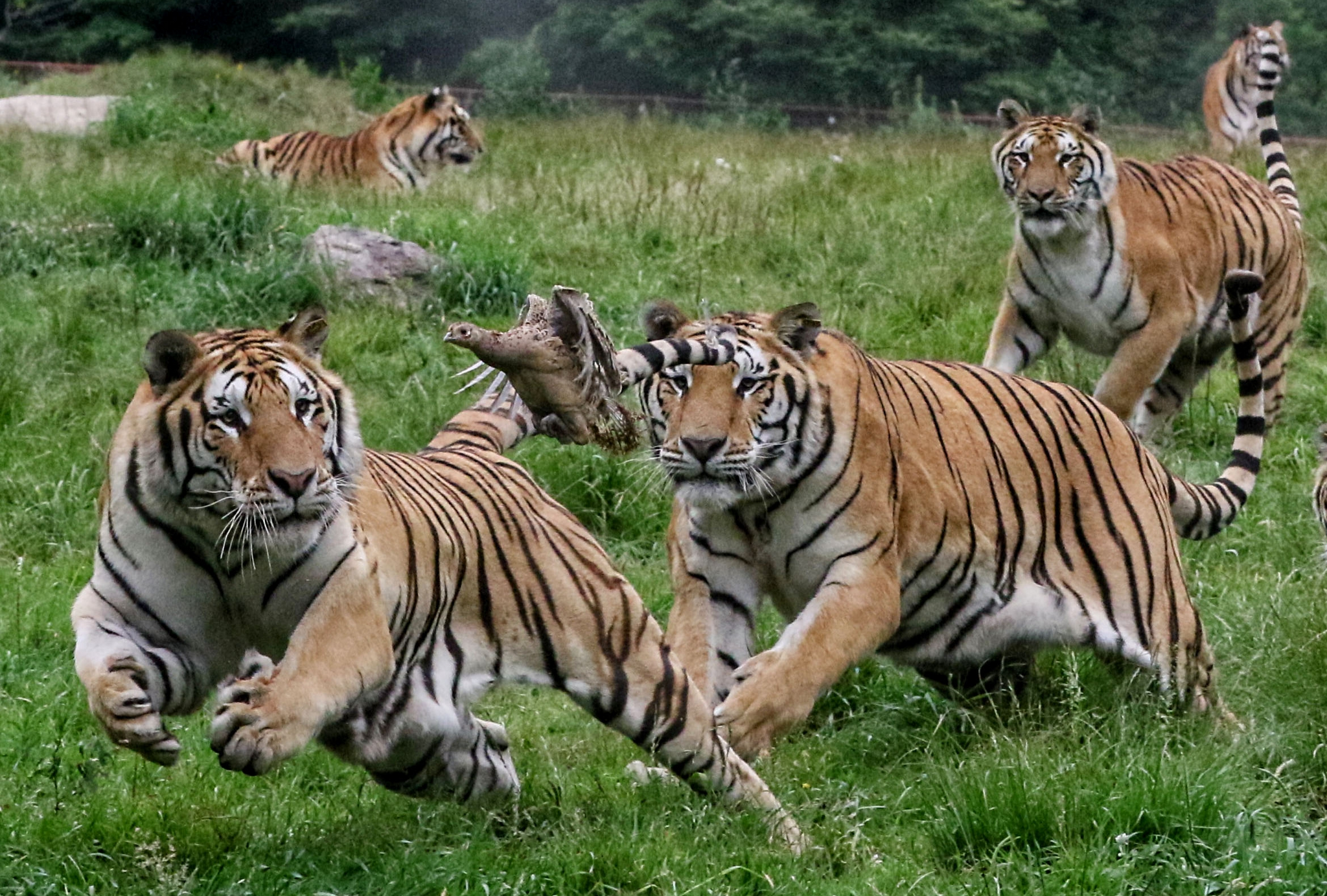 Very popular bird) - Tiger, Big cats, Cat family, Predatory animals, Wild animals, Birds, Interesting, Amur tiger, Harbin, China, Longpost, National park, Hen