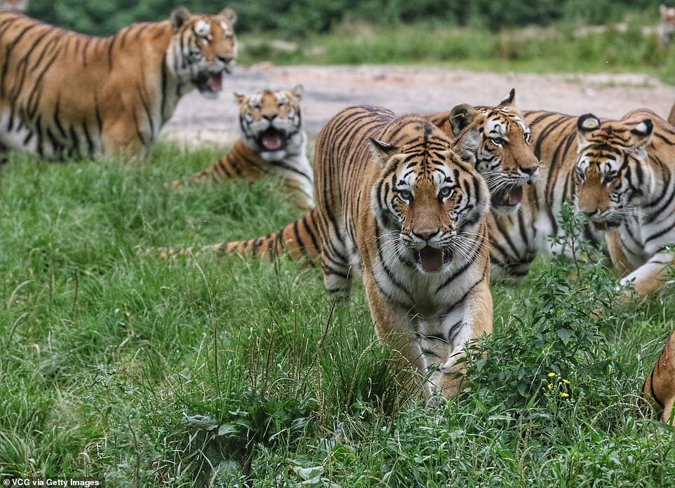 Very popular bird) - Tiger, Big cats, Cat family, Predatory animals, Wild animals, Birds, Interesting, Amur tiger, Harbin, China, Longpost, National park, Hen