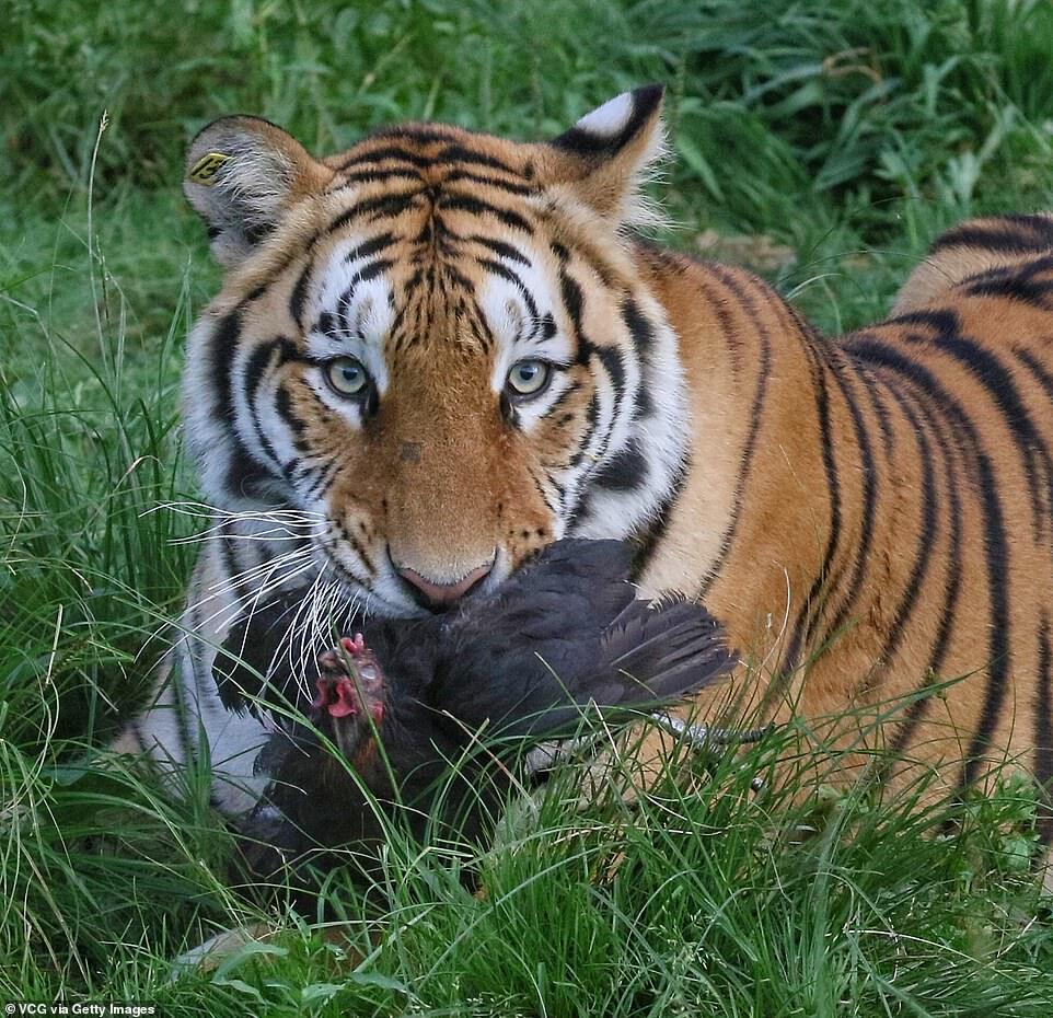 Very popular bird) - Tiger, Big cats, Cat family, Predatory animals, Wild animals, Birds, Interesting, Amur tiger, Harbin, China, Longpost, National park, Hen