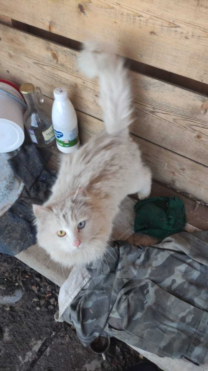 Rustic beauty, with different eyes) - My, cat, Kittens, Pets, Heterochromia