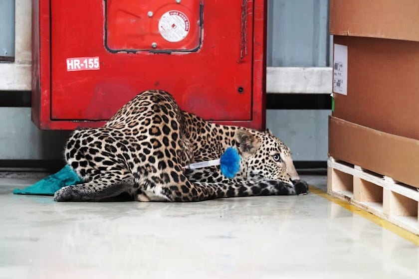 Mercedes-Benz plant closed due to leopard - Leopard, Big cats, Cat family, Predatory animals, Wild animals, Mercedes, Factory, India, Interesting, Video, Youtube, Longpost