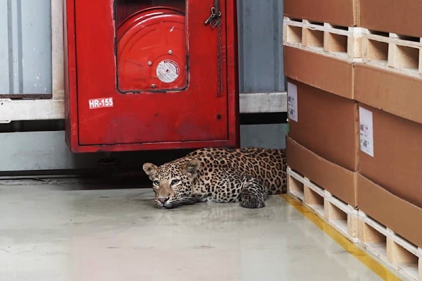 Mercedes-Benz plant closed due to leopard - Leopard, Big cats, Cat family, Predatory animals, Wild animals, Mercedes, Factory, India, Interesting, Video, Youtube, Longpost