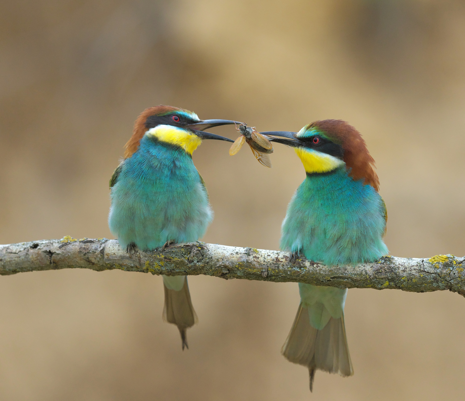 A treat like a marriage proposal - Szczurka, Golden, Birds, Treat, beauty of nature, The photo, Russian Geographical Society