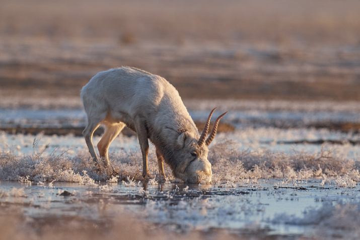 Morning Sushniak - Saiga, Wild animals, Astrakhan Region, Reserves and sanctuaries, Ungulates, Antelope, Russian Geographical Society, Steppe, wildlife, The photo, beauty of nature, Artiodactyls