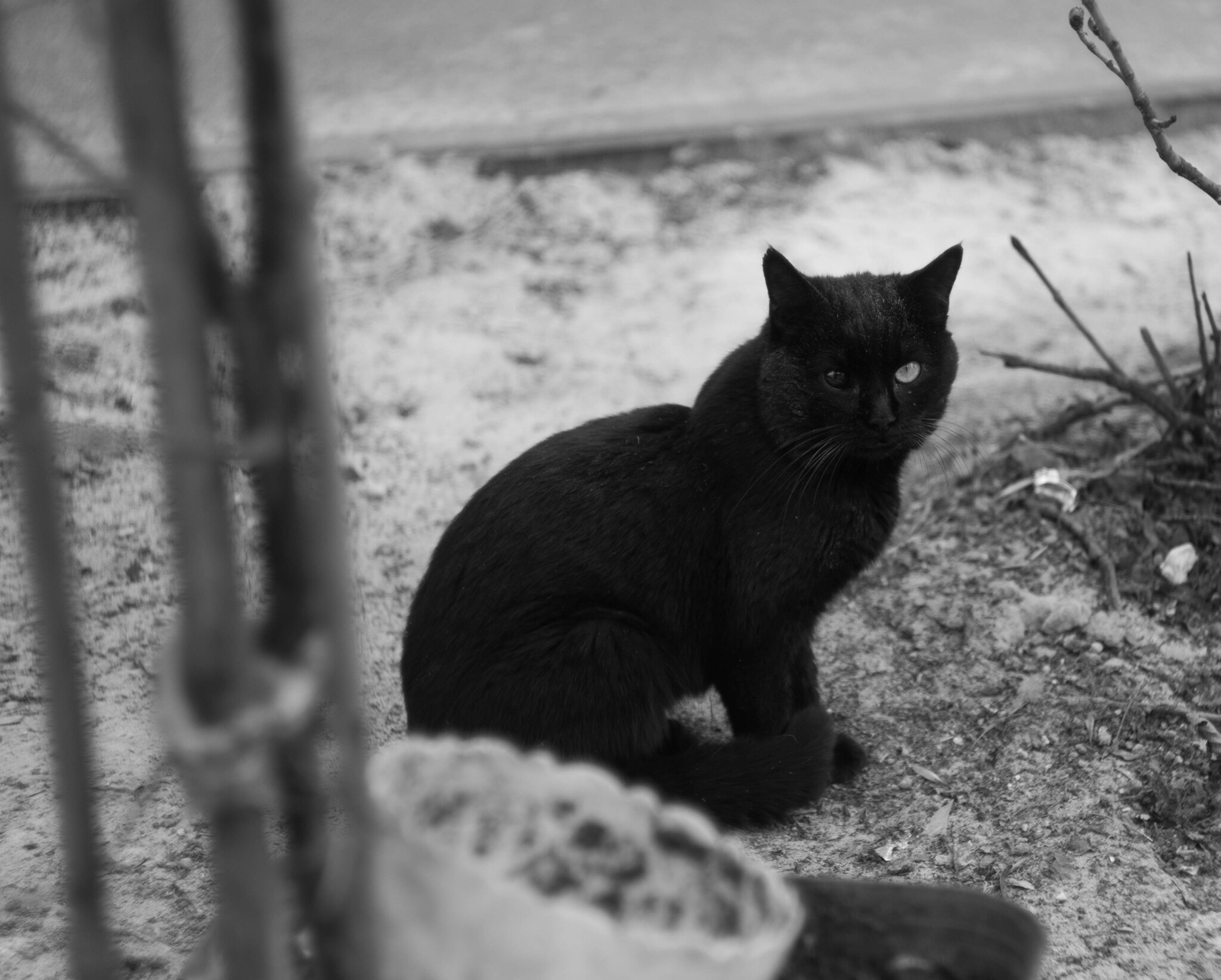 Charismatic cat with different eyes - My, Novocherkassk, The photo, Black and white, cat