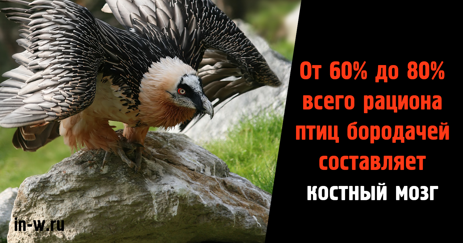 Падальщики... | Пикабу