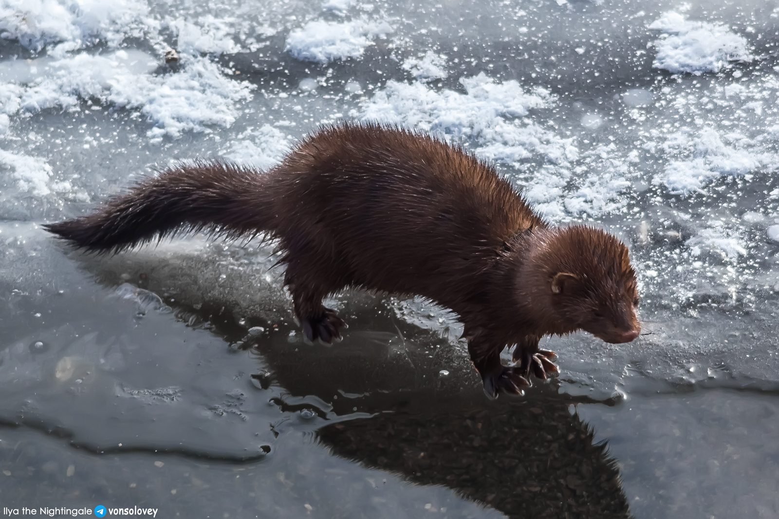 American mink in the center of Chelyabinsk - My, Chelyabinsk, American mink, Wild animals, The photo, Longpost, Cunyi, Predatory animals, Mink