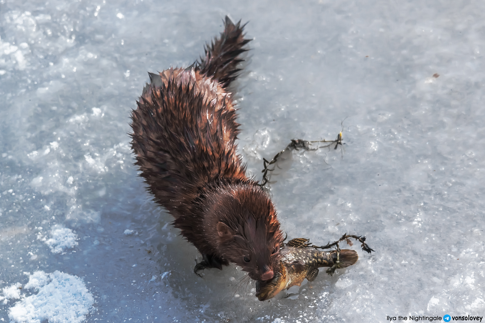 American mink in the center of Chelyabinsk - My, Chelyabinsk, American mink, Wild animals, The photo, Longpost, Cunyi, Predatory animals, Mink