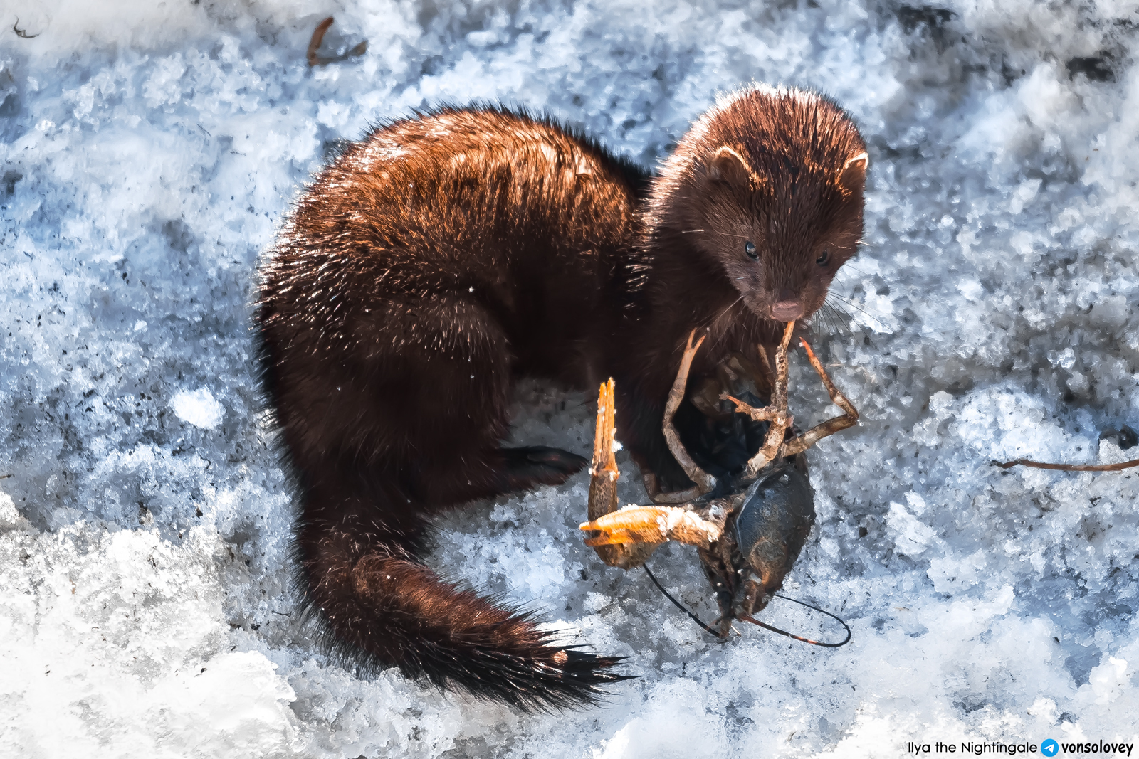 American mink in the center of Chelyabinsk - My, Chelyabinsk, American mink, Wild animals, The photo, Longpost, Cunyi, Predatory animals, Mink