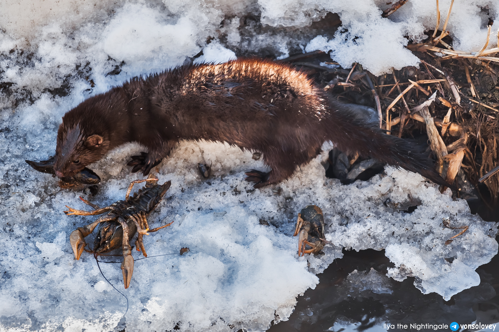 American mink in the center of Chelyabinsk - My, Chelyabinsk, American mink, Wild animals, The photo, Longpost, Cunyi, Predatory animals, Mink