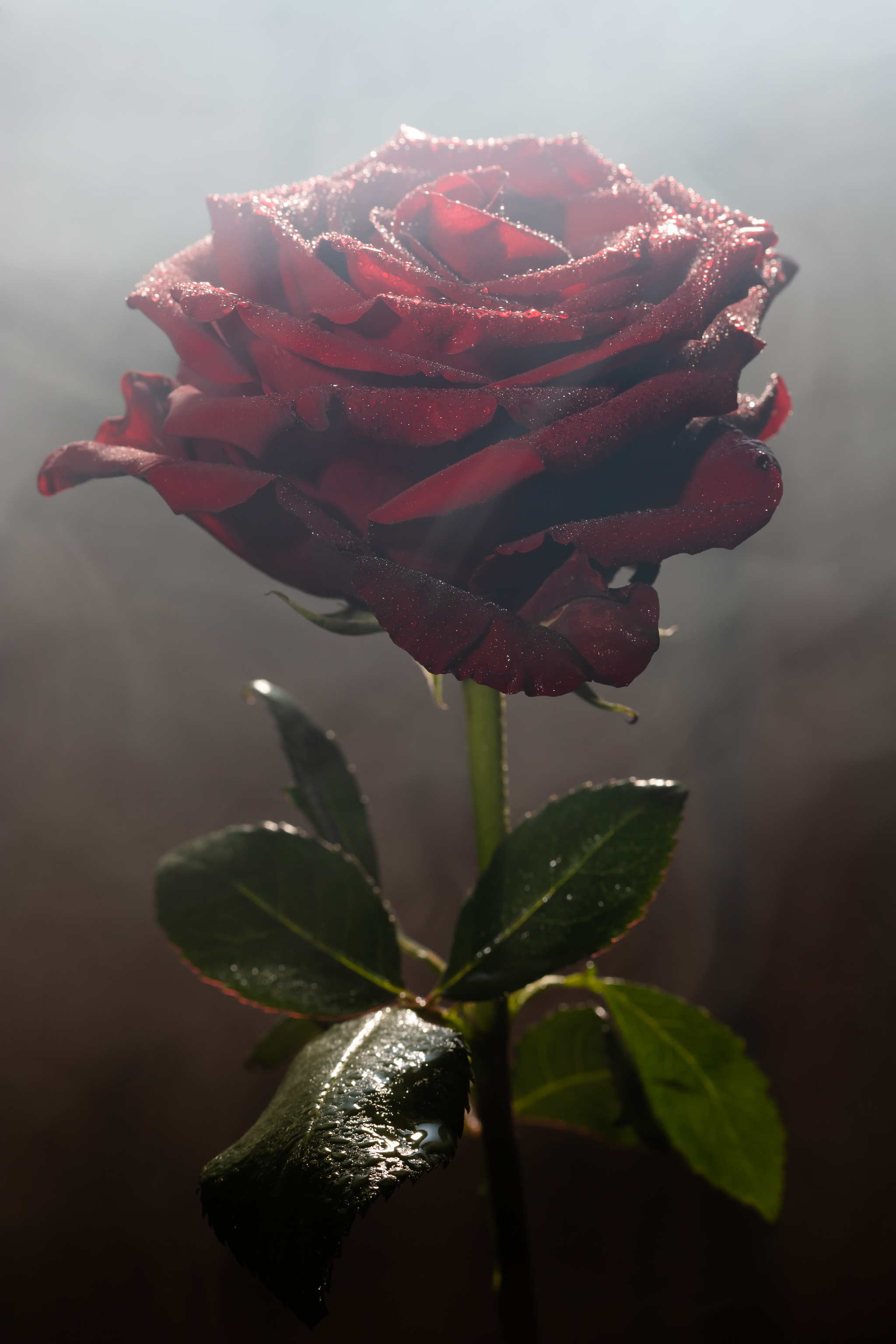 Just a photo of a red rose - My, The photo, the Rose, Longpost, Photographer