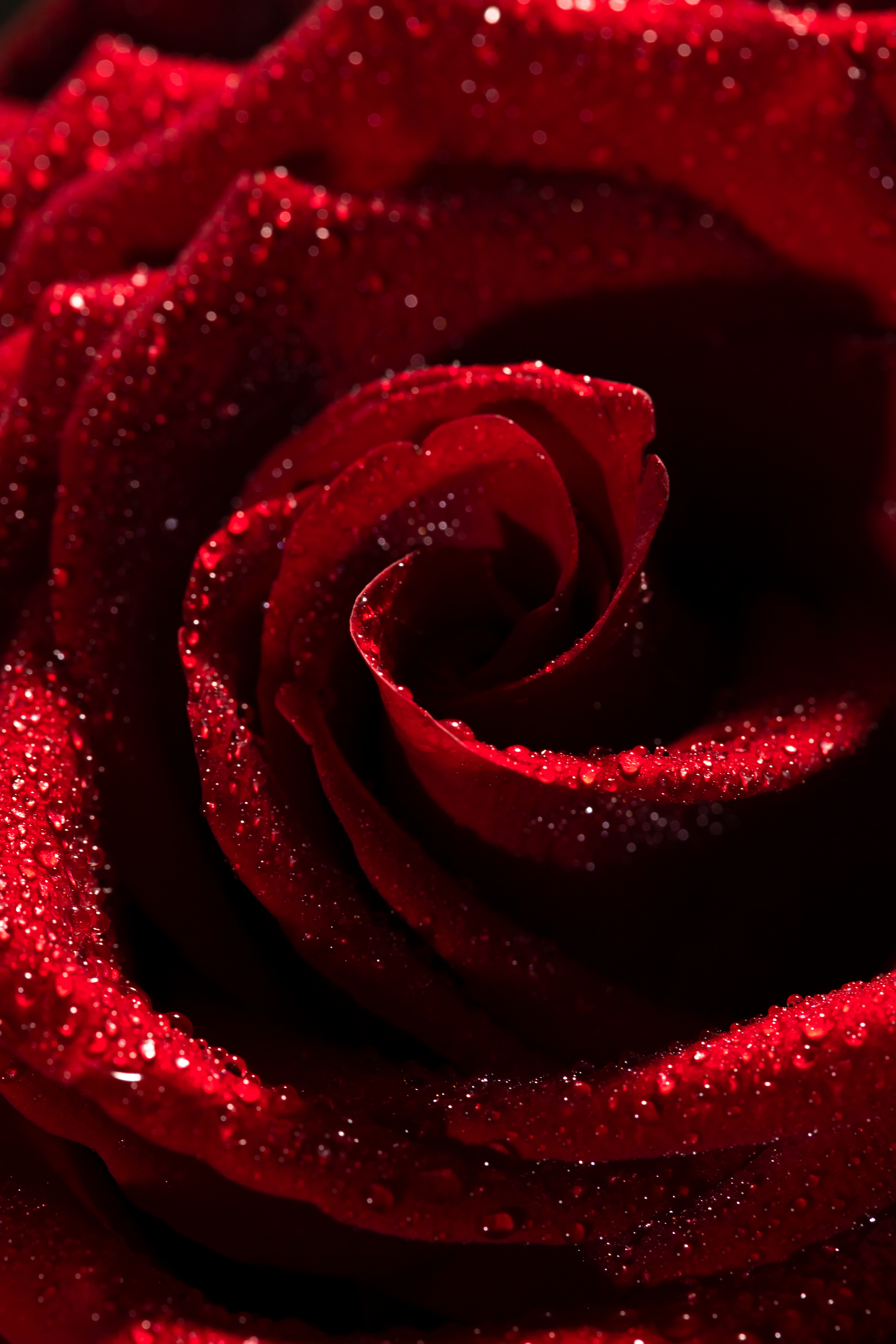 Just a photo of a red rose - My, The photo, the Rose, Longpost, Photographer