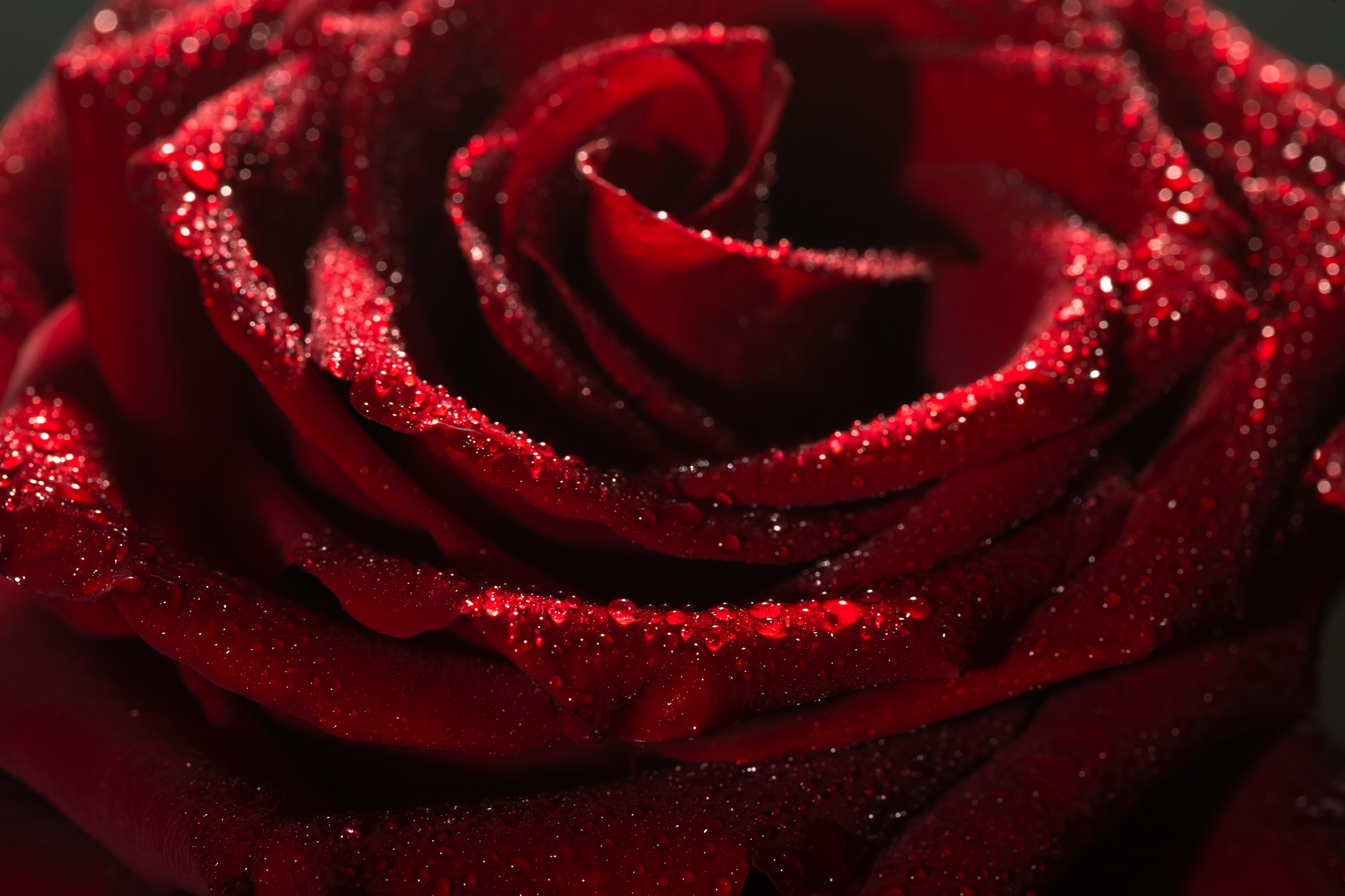 Just a photo of a red rose - My, The photo, the Rose, Longpost, Photographer