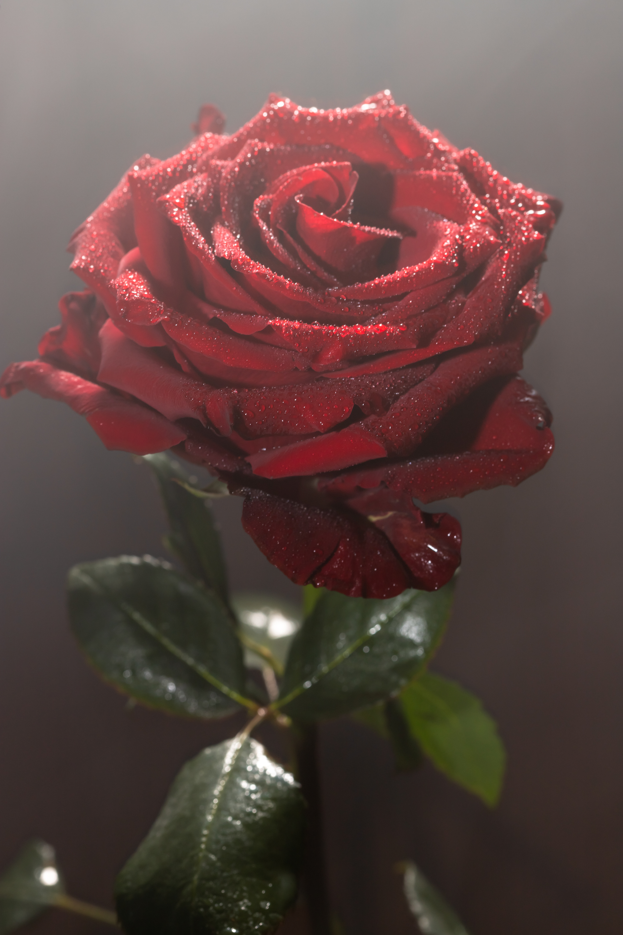 Just a photo of a red rose - My, The photo, the Rose, Longpost, Photographer