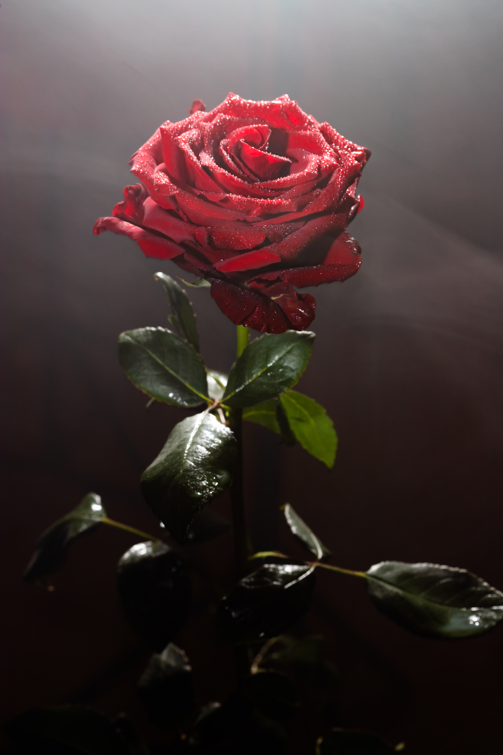 Just a photo of a red rose - My, The photo, the Rose, Longpost, Photographer