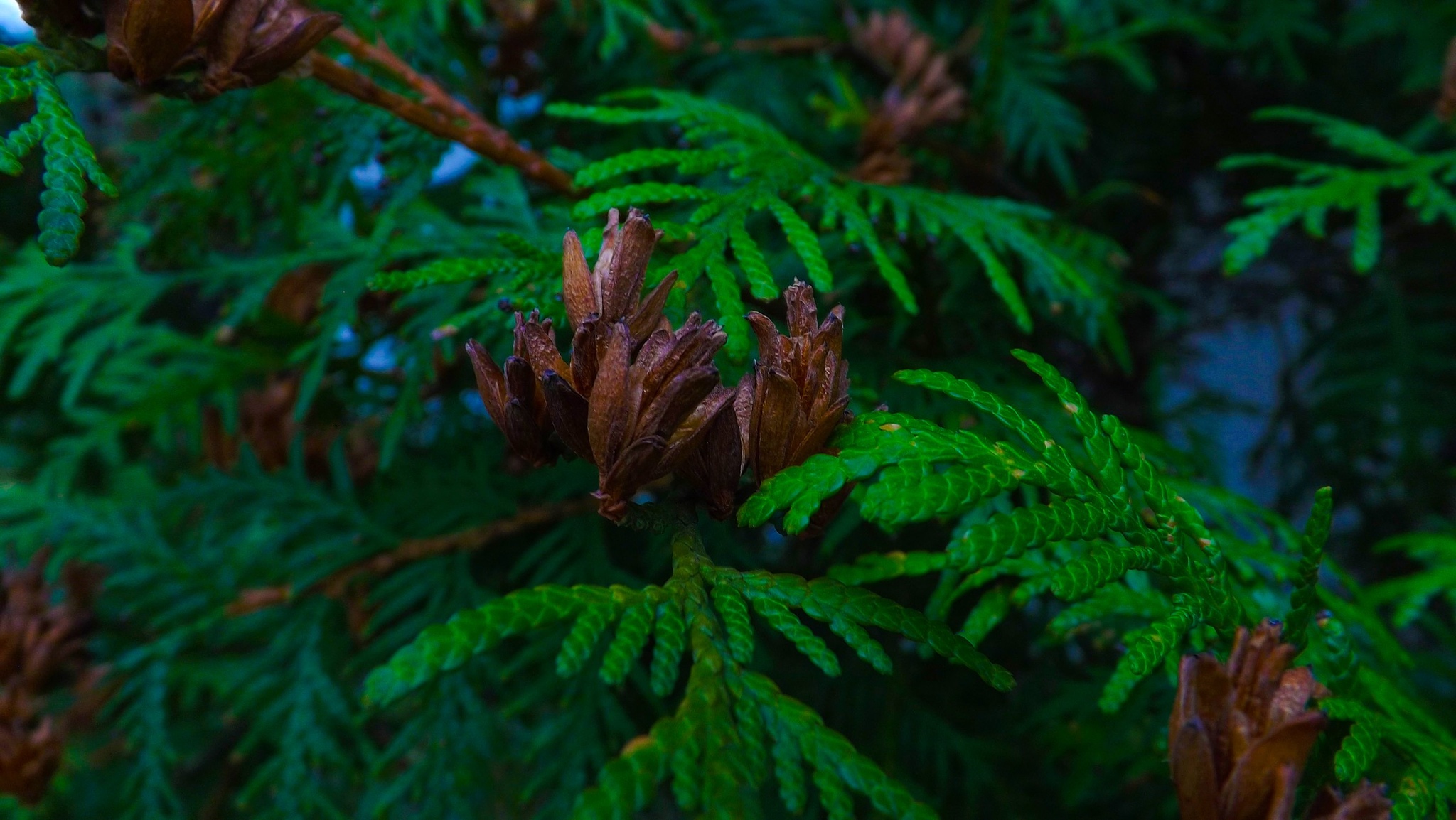 Boring wallpaper with your own hands - My, The photo, Flowers, Landscape, Longpost, Birds