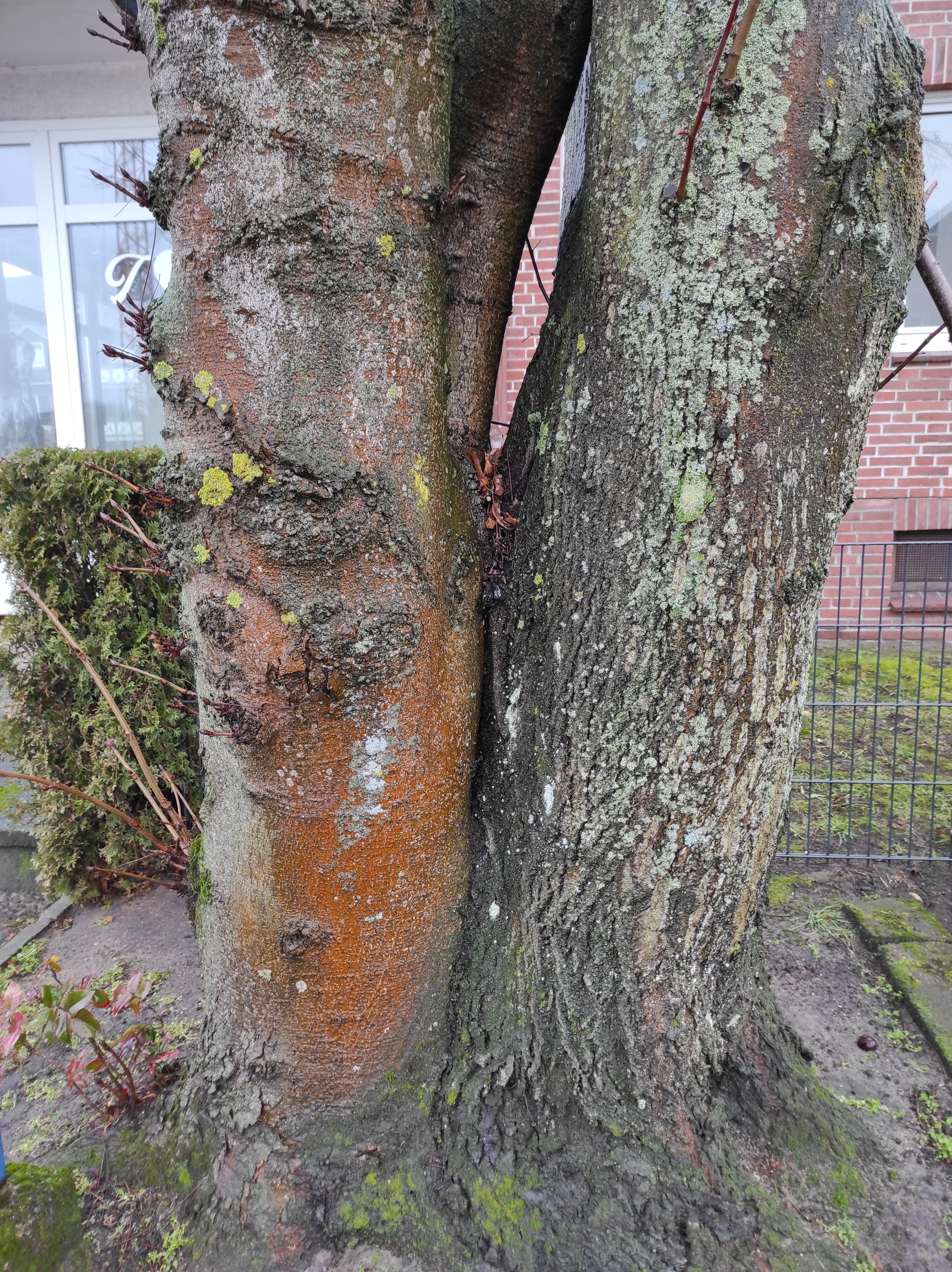 Sweet duplicity - My, Germany, Nature, Tree, Longpost