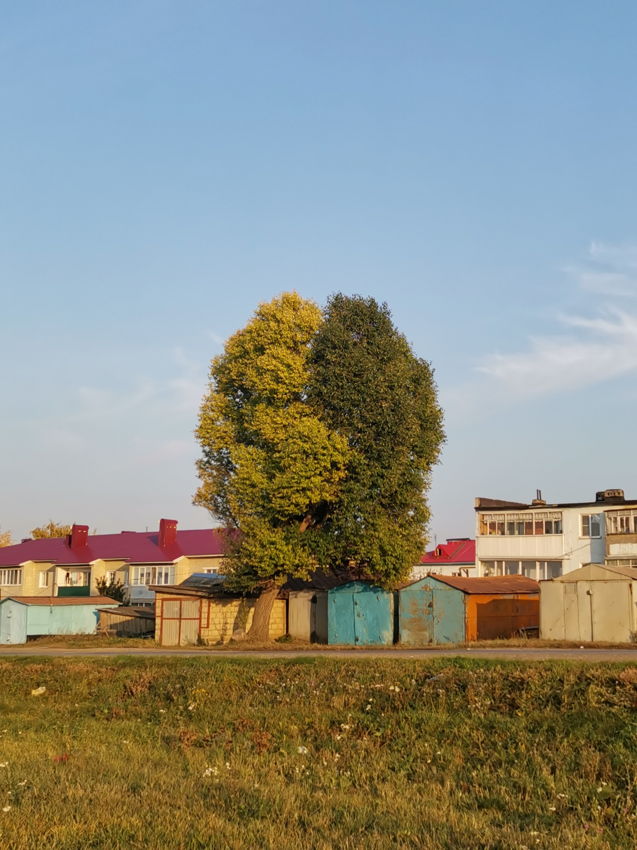 Response to the post Cute Duplicity - My, Nature, Tree, Samara Region, Reply to post