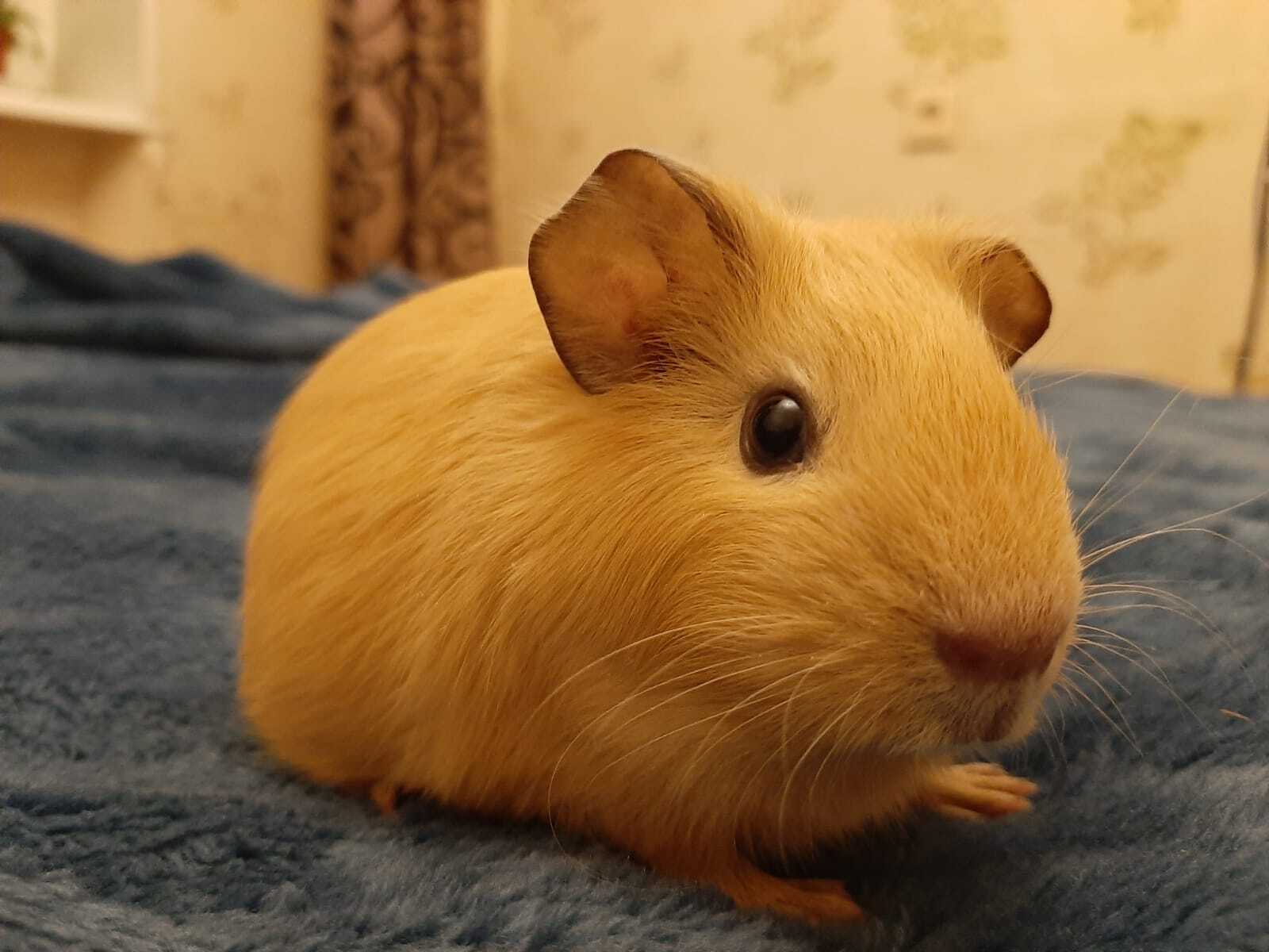 And here are my favorites. - My, Guinea pig, Pets, Longpost