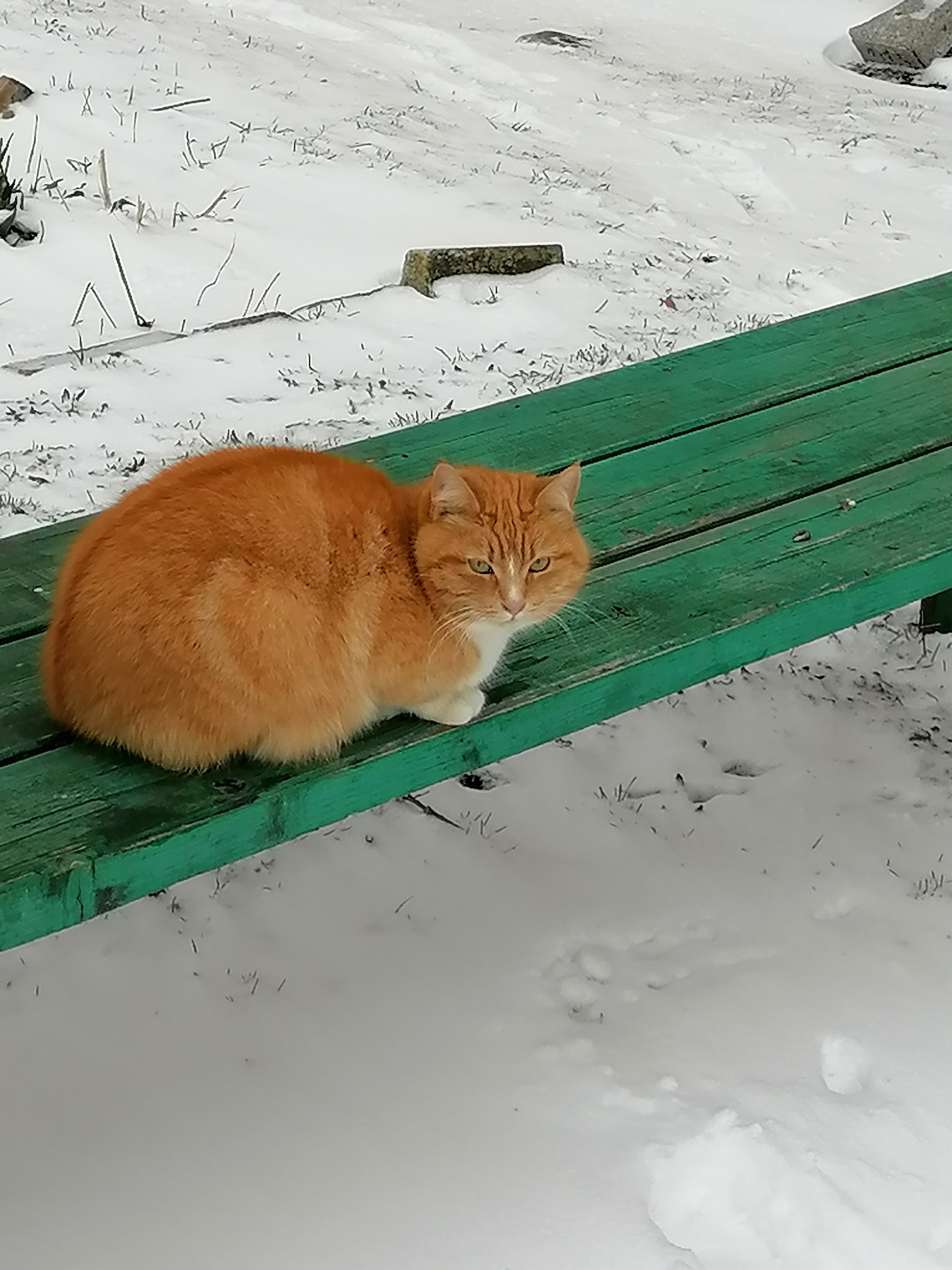 Country cat, Musya))) looking for a warm spring ( - cat, Pets