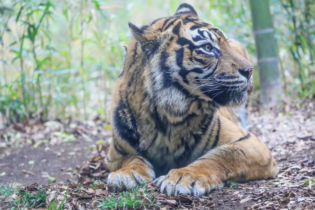 What an interesting weed... - Tiger, Big cats, Cat family, Predatory animals, Wild animals, Rare view, Red Book, Zoo, Japan, Yokohama, Endemic, Longpost, Sumatran tiger