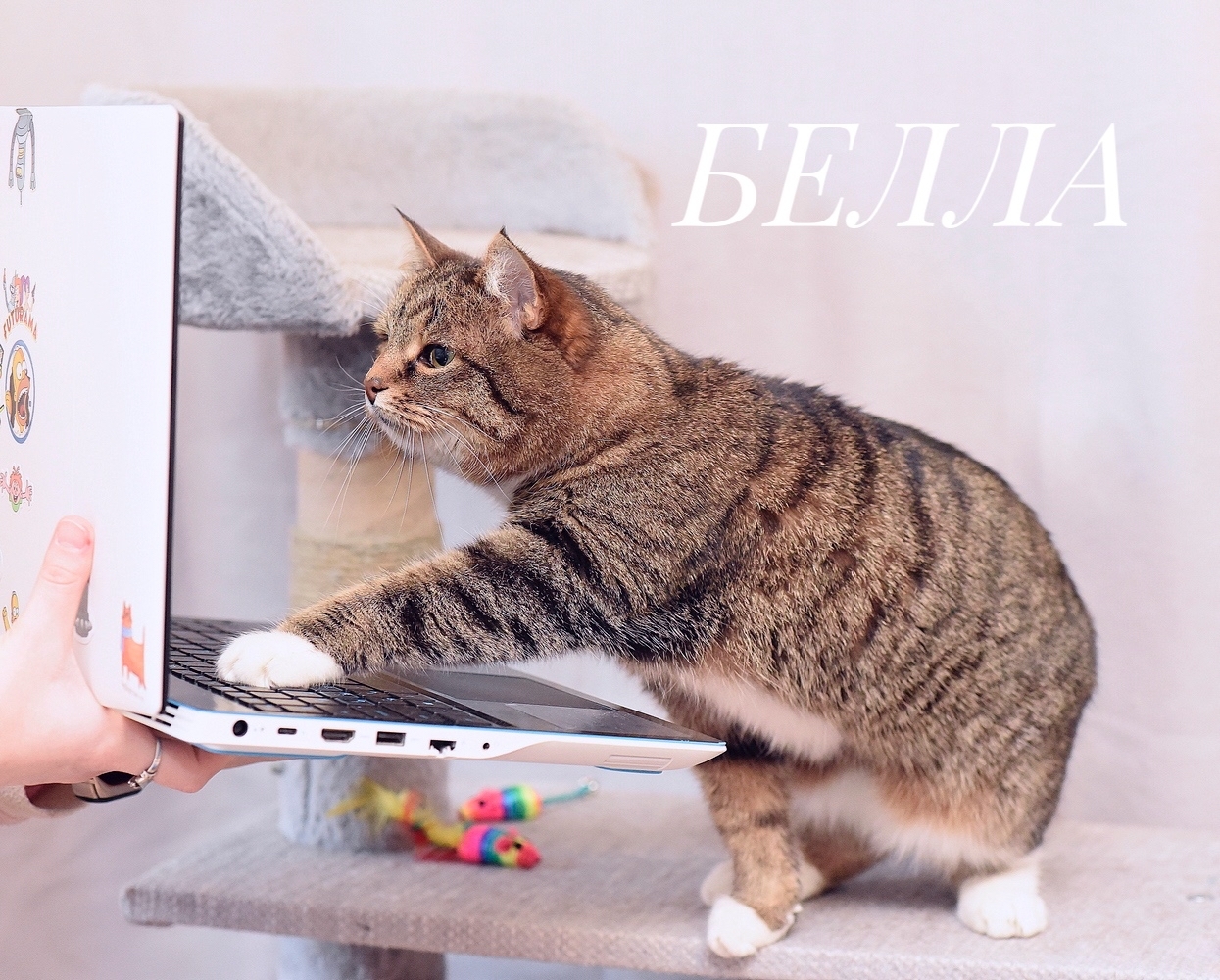 Kitty Bella is waiting for her family - My, Help, No rating, cat, Longpost, In good hands, Moscow