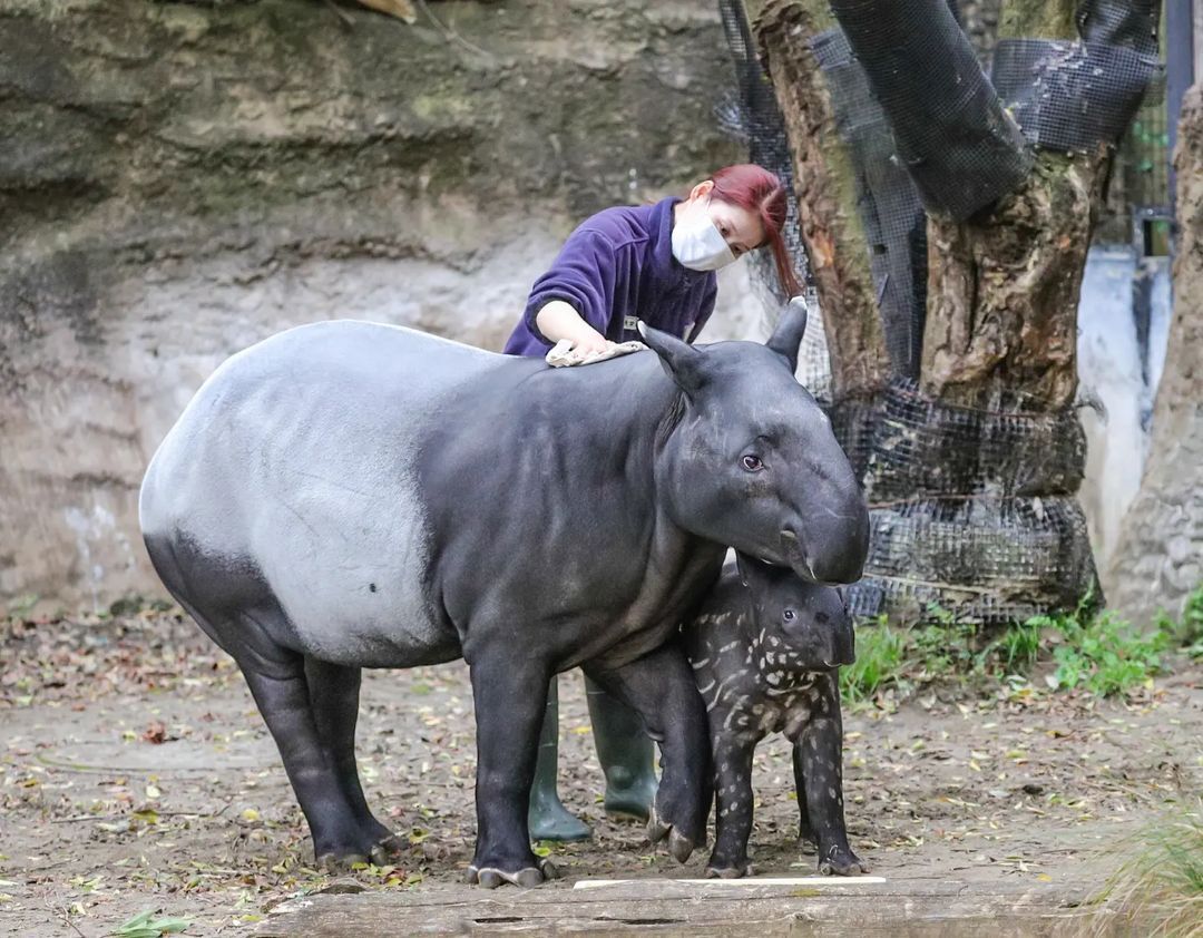 Did you stroke the tapir today? - Wild animals, Tapir, Young, Zoo, Japan, Interesting, Yokohama, Yokohama, Longpost