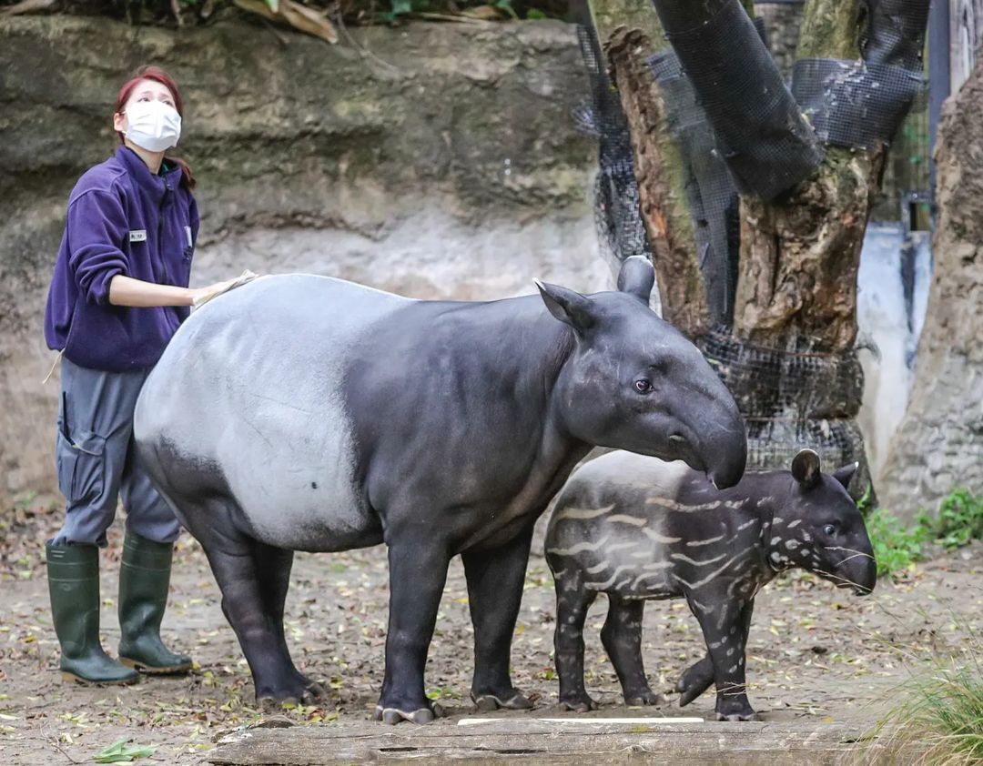 Did you stroke the tapir today? - Wild animals, Tapir, Young, Zoo, Japan, Interesting, Yokohama, Yokohama, Longpost