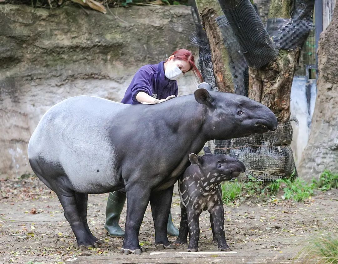 Did you stroke the tapir today? - Wild animals, Tapir, Young, Zoo, Japan, Interesting, Yokohama, Yokohama, Longpost